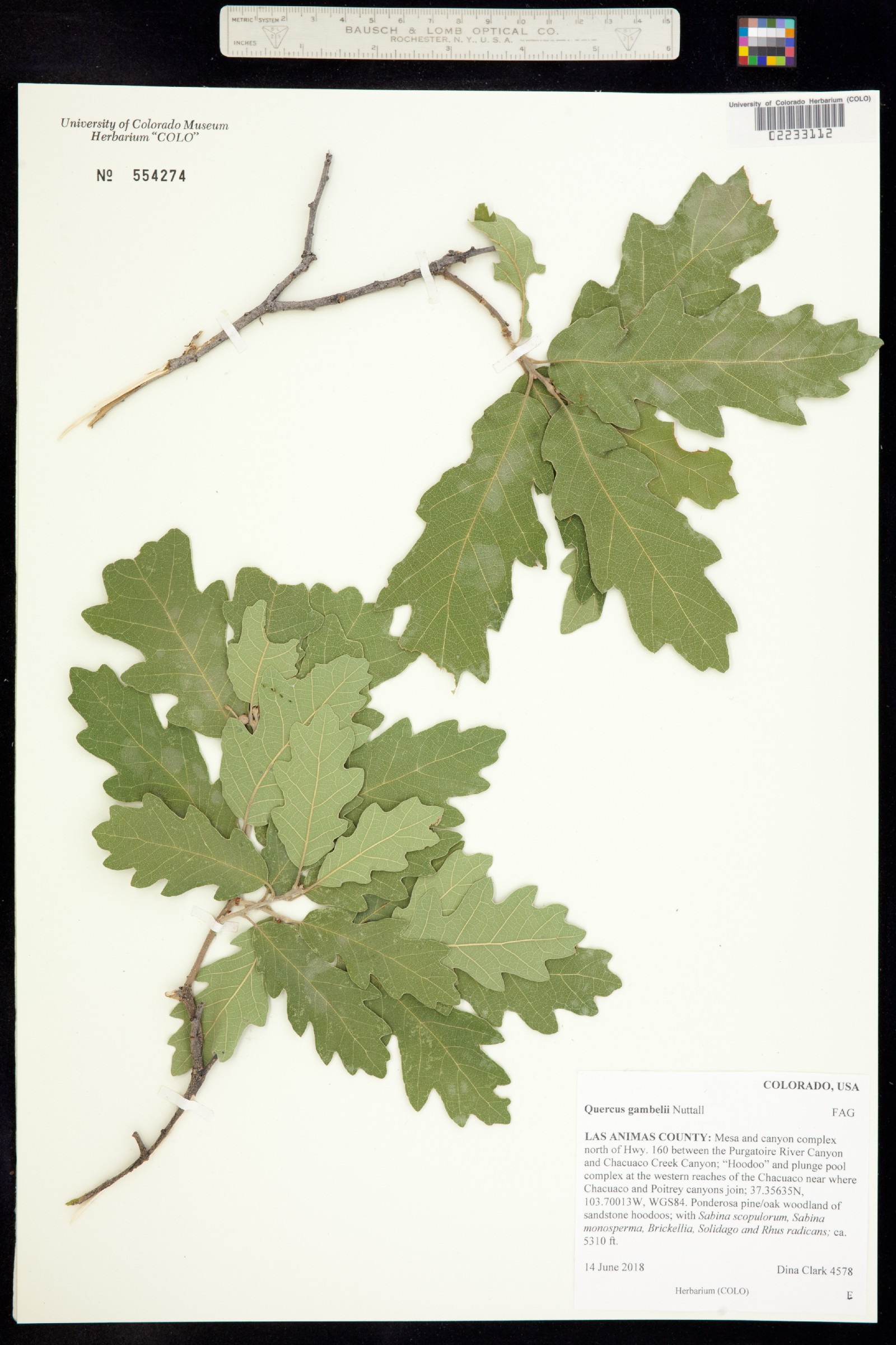 Quercus gambelii image