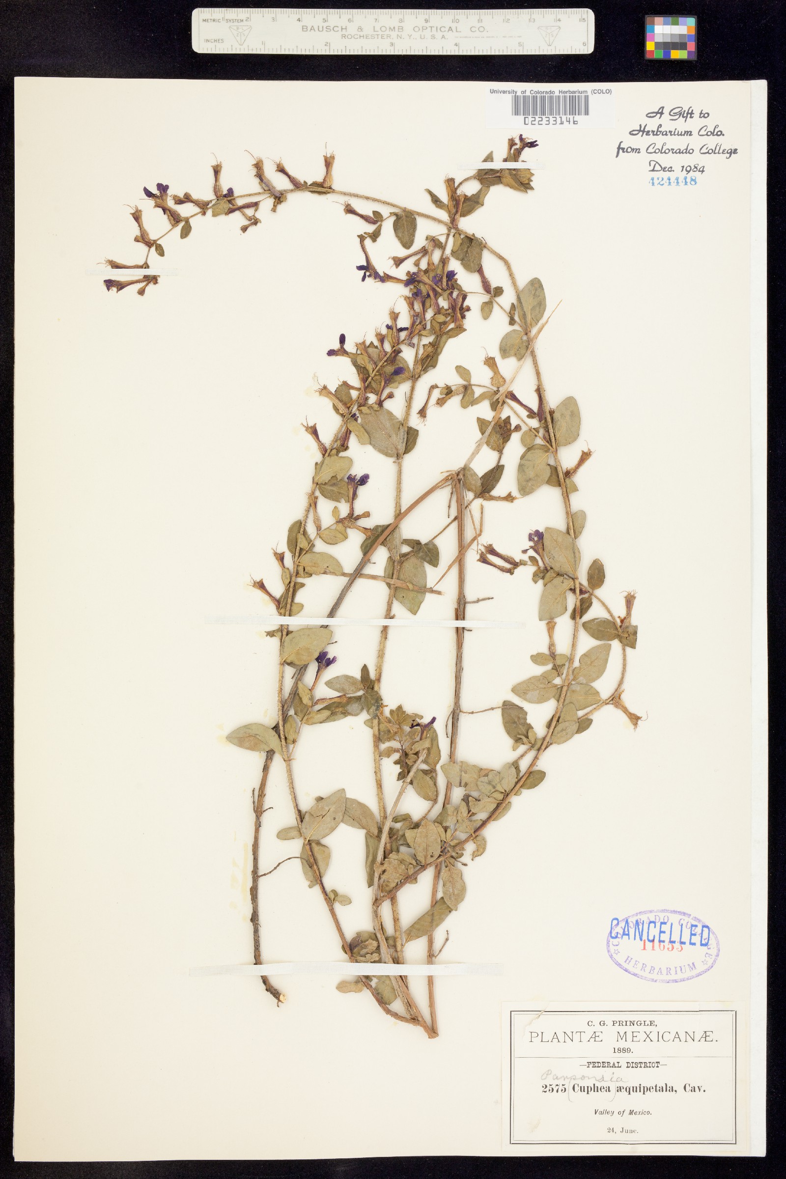 Cuphea aequipetala image