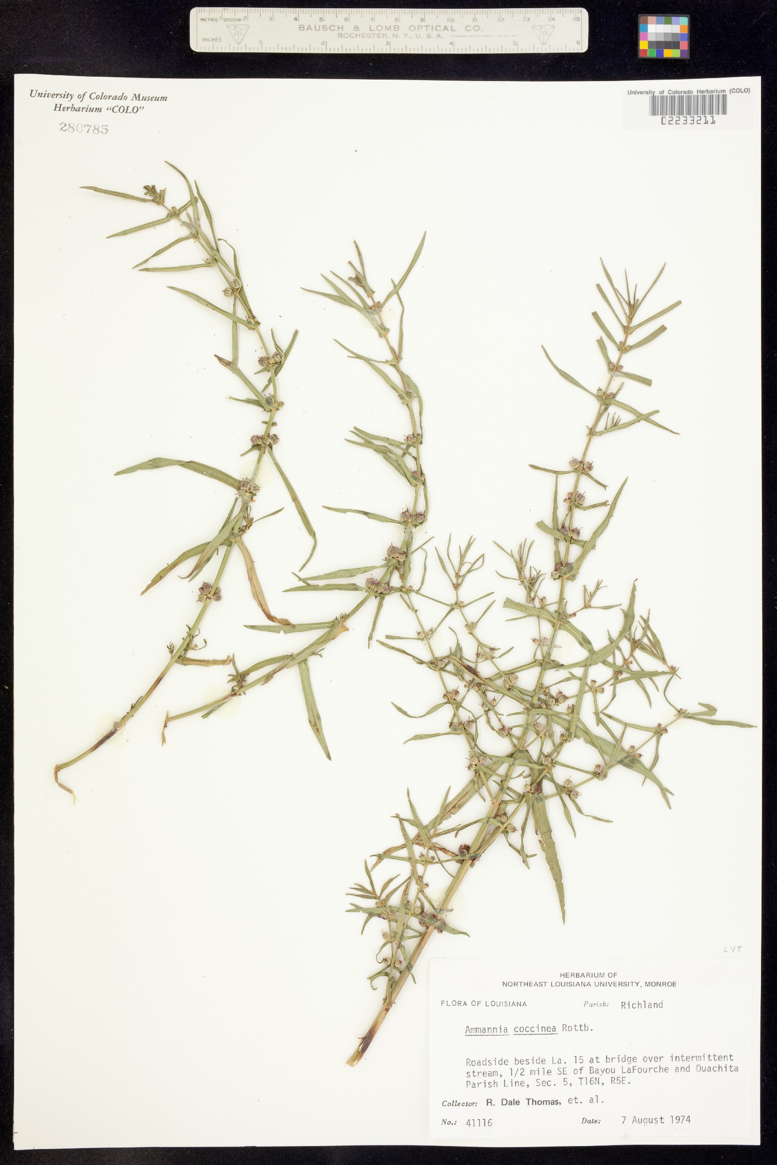 Ammannia coccinea image