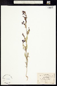 Cuphea lanceolata image