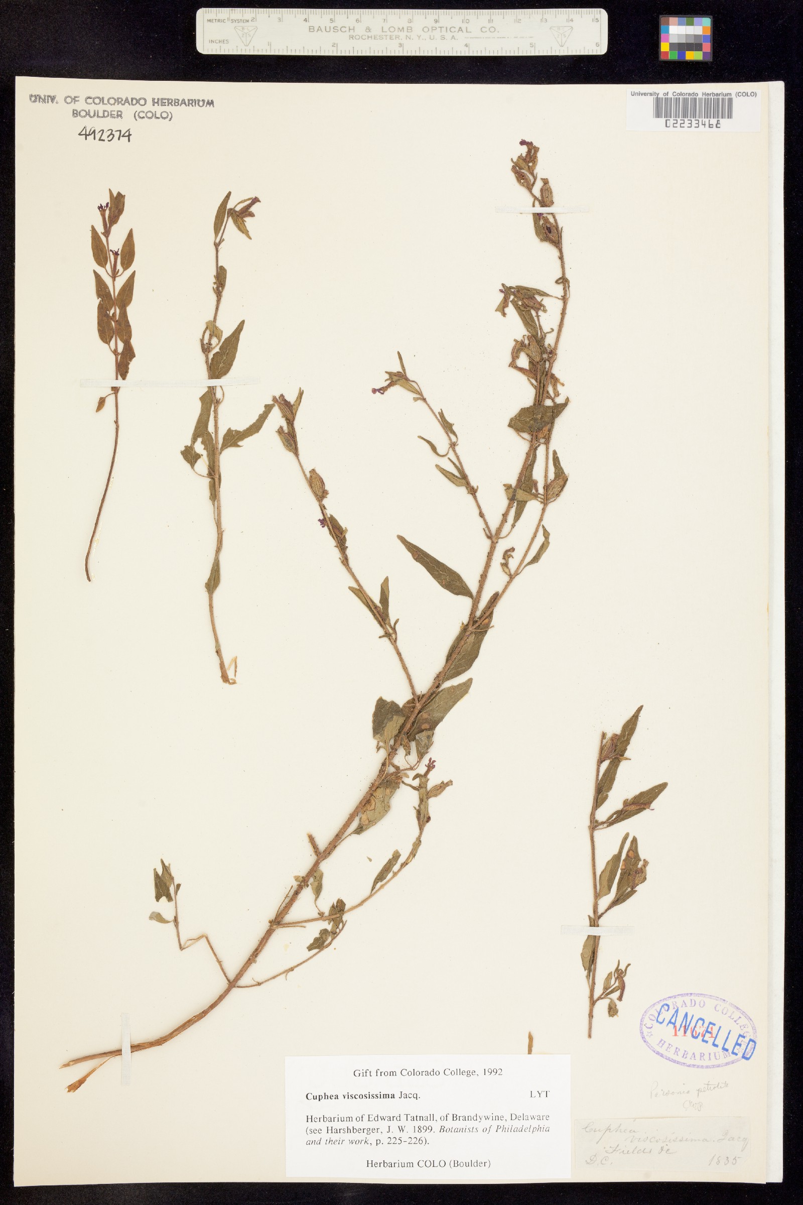 Cuphea viscosissima image