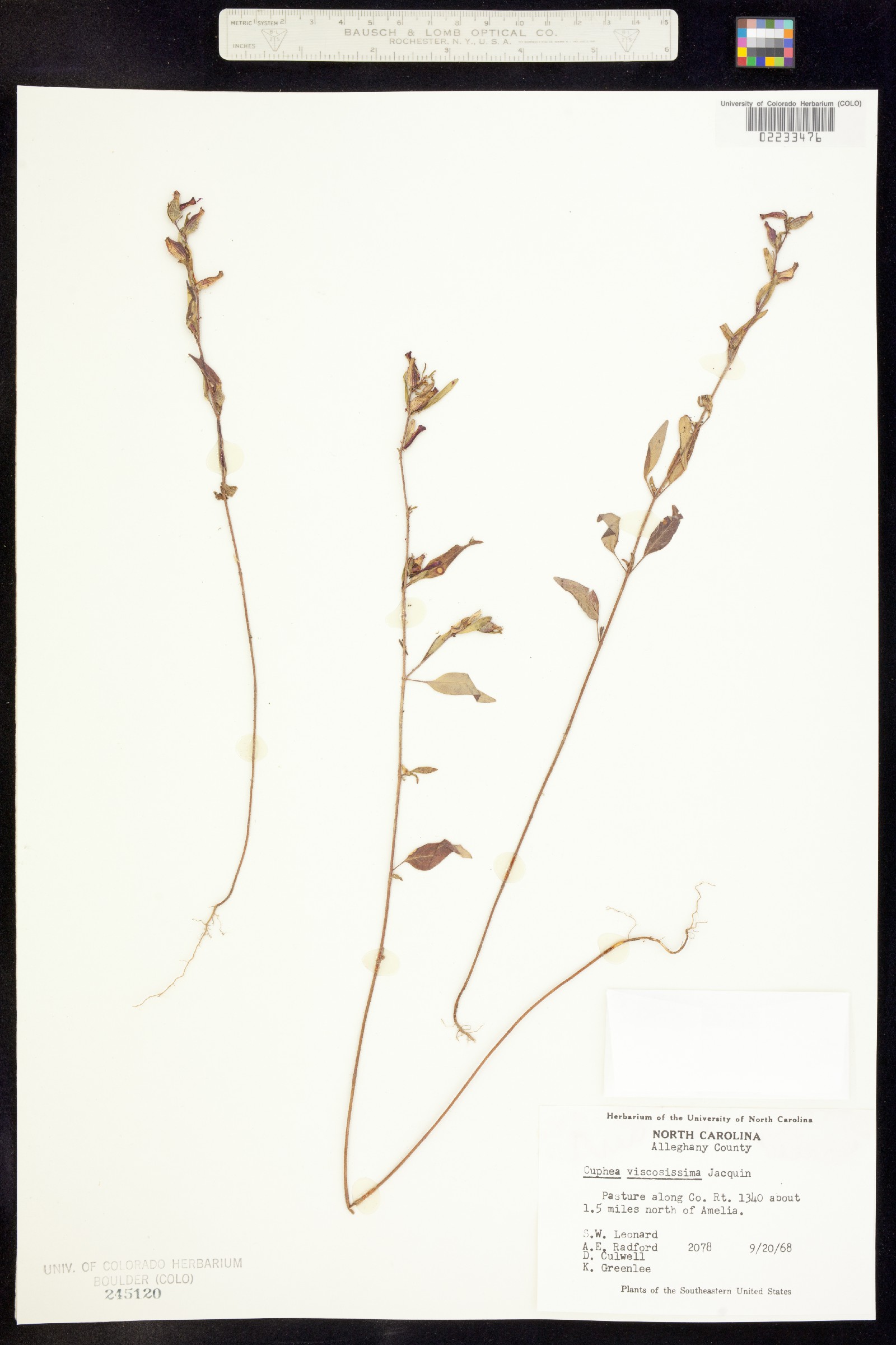 Cuphea viscosissima image