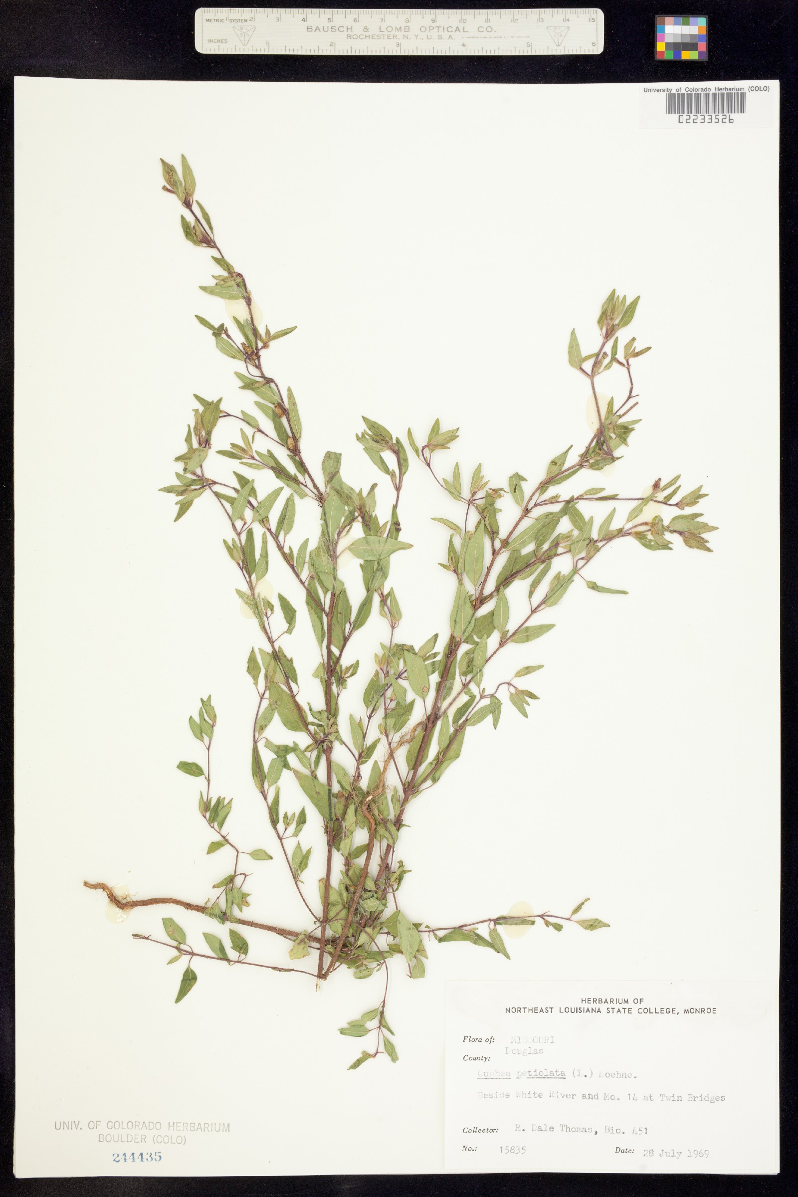 Cuphea viscosissima image