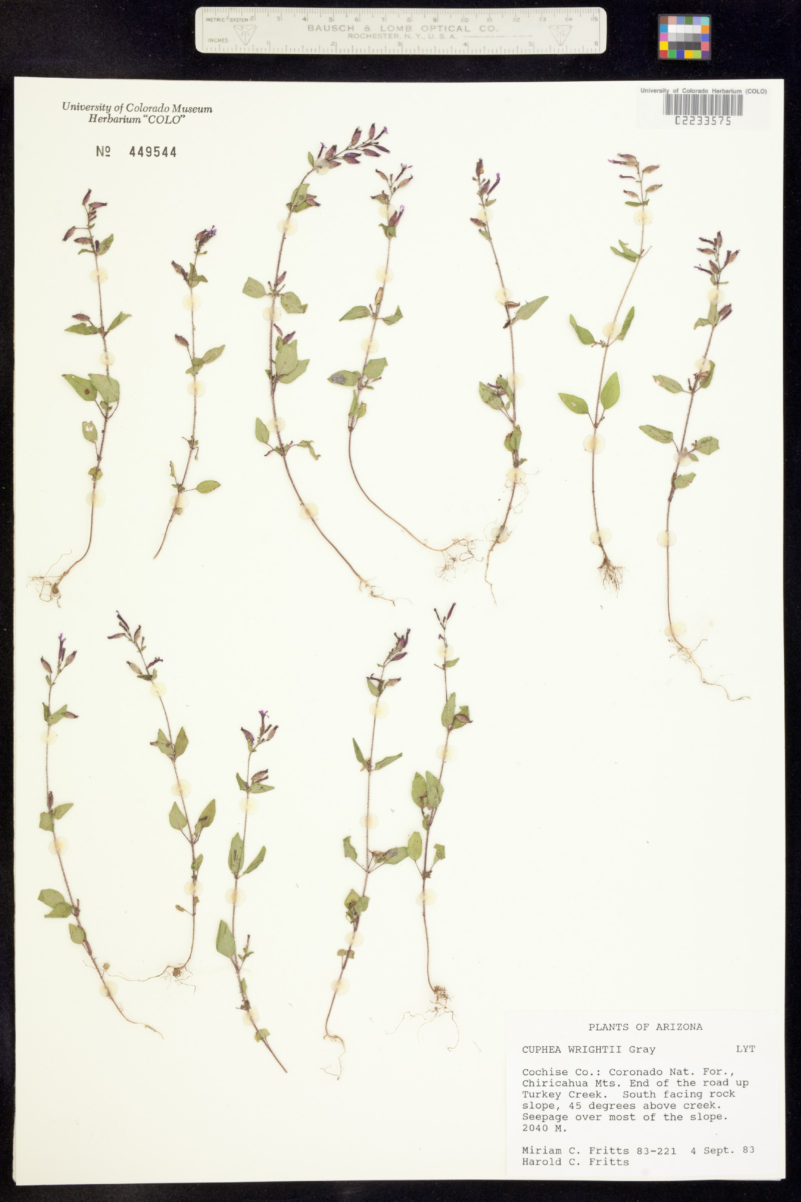 Cuphea wrightii image