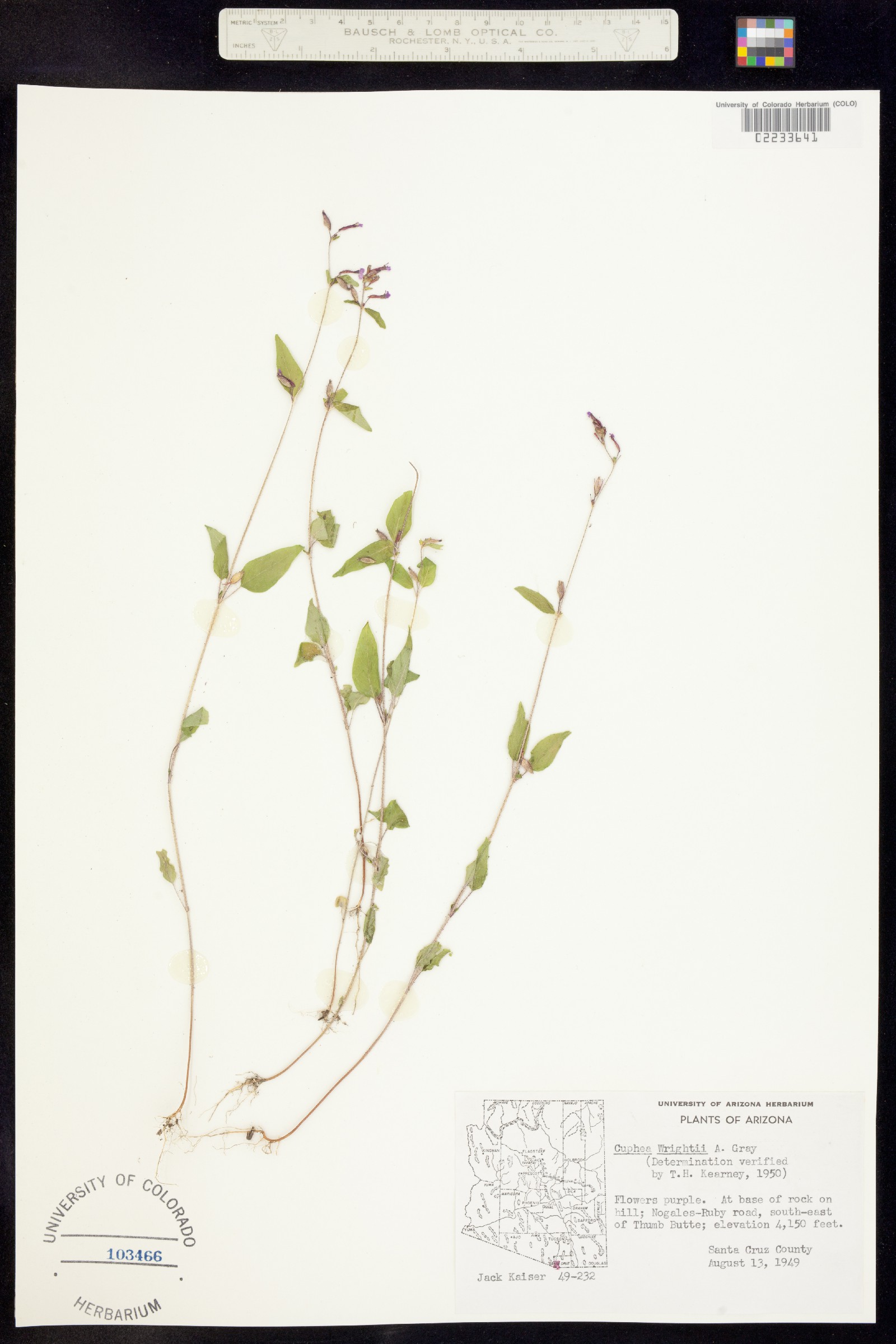 Cuphea wrightii image