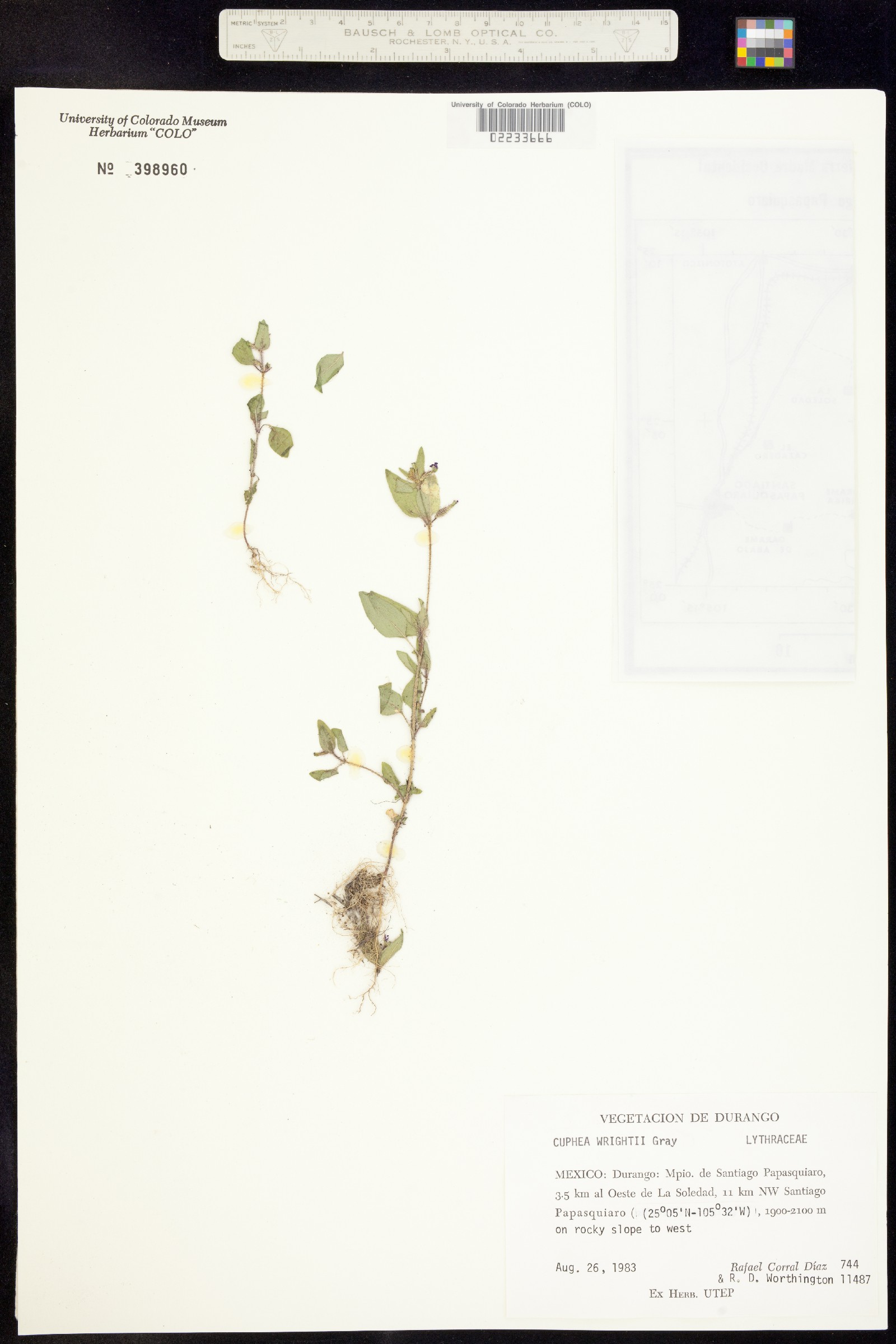 Cuphea wrightii image