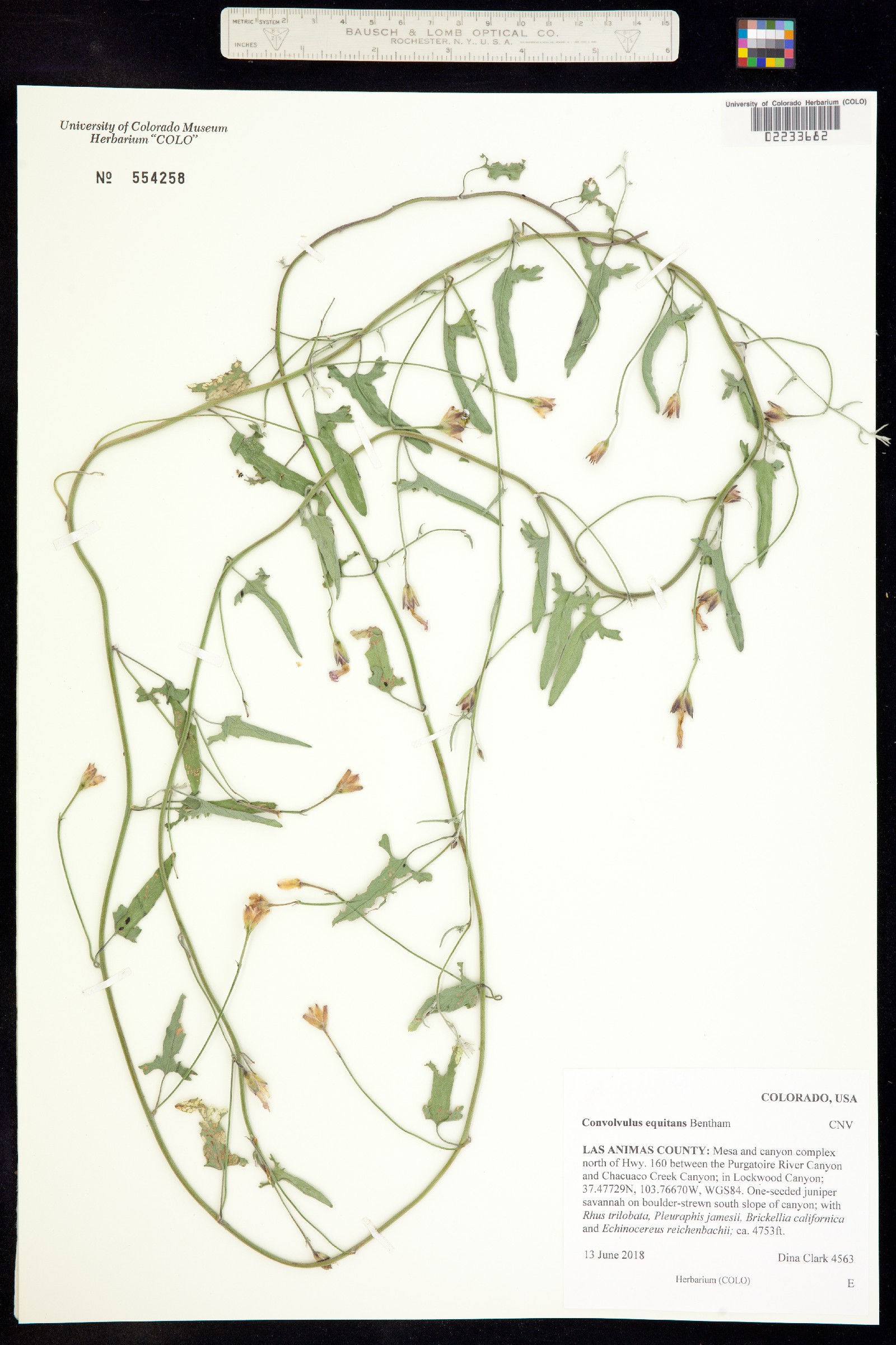 Convolvulus equitans image