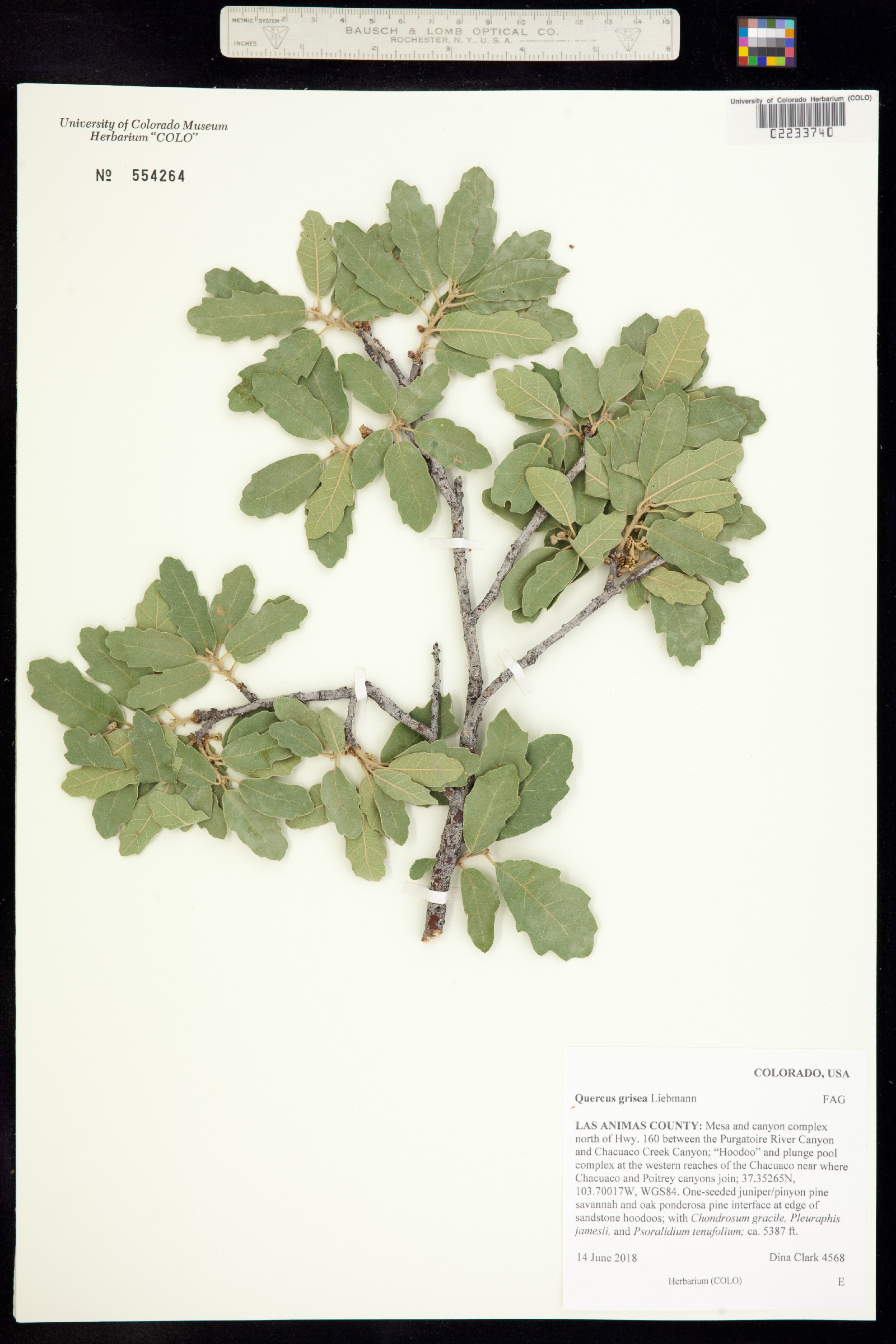 Quercus grisea image