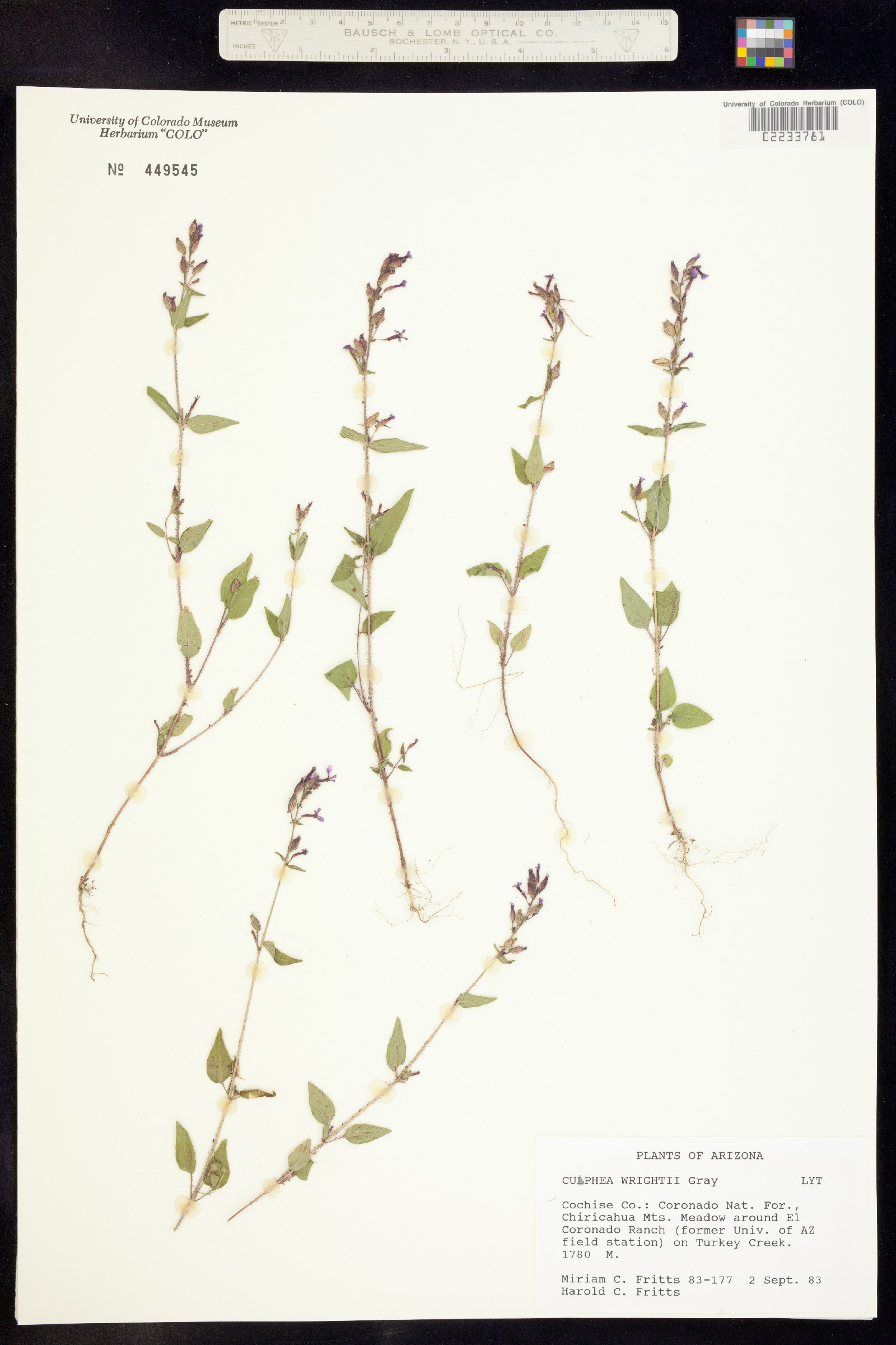 Lythraceae image