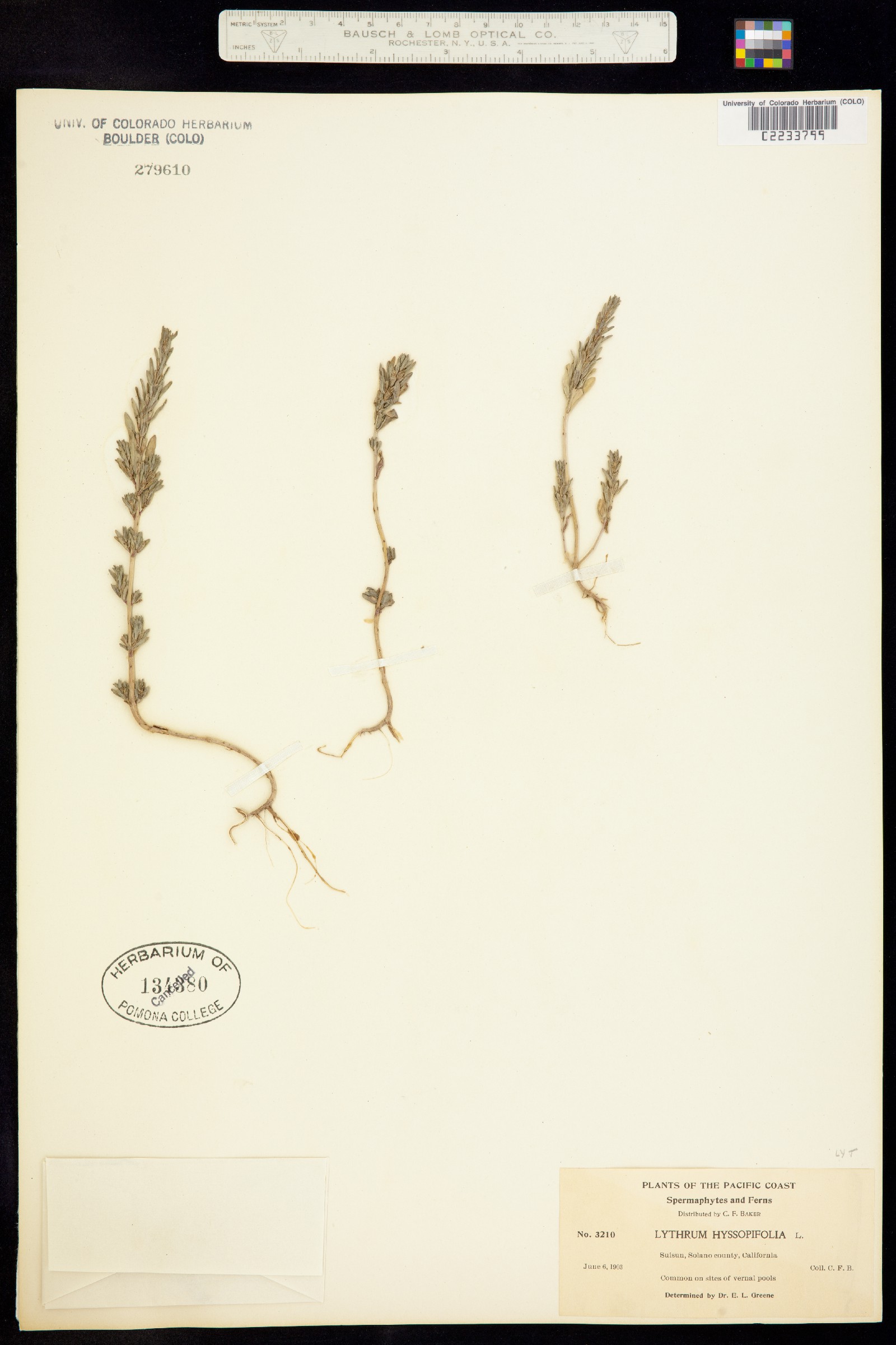 Lythrum hyssopifolium image