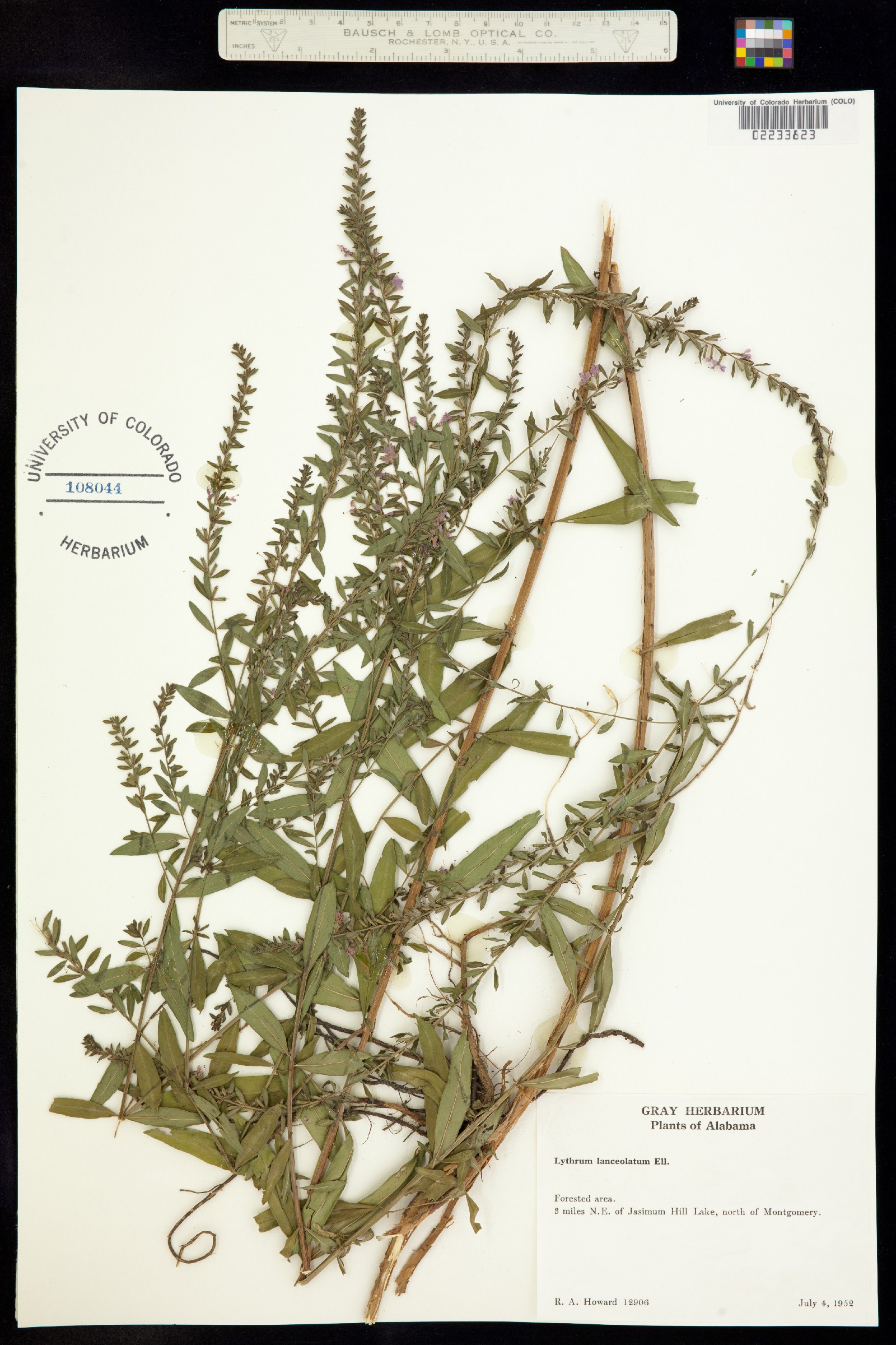 Lythrum alatum var. lanceolatum image