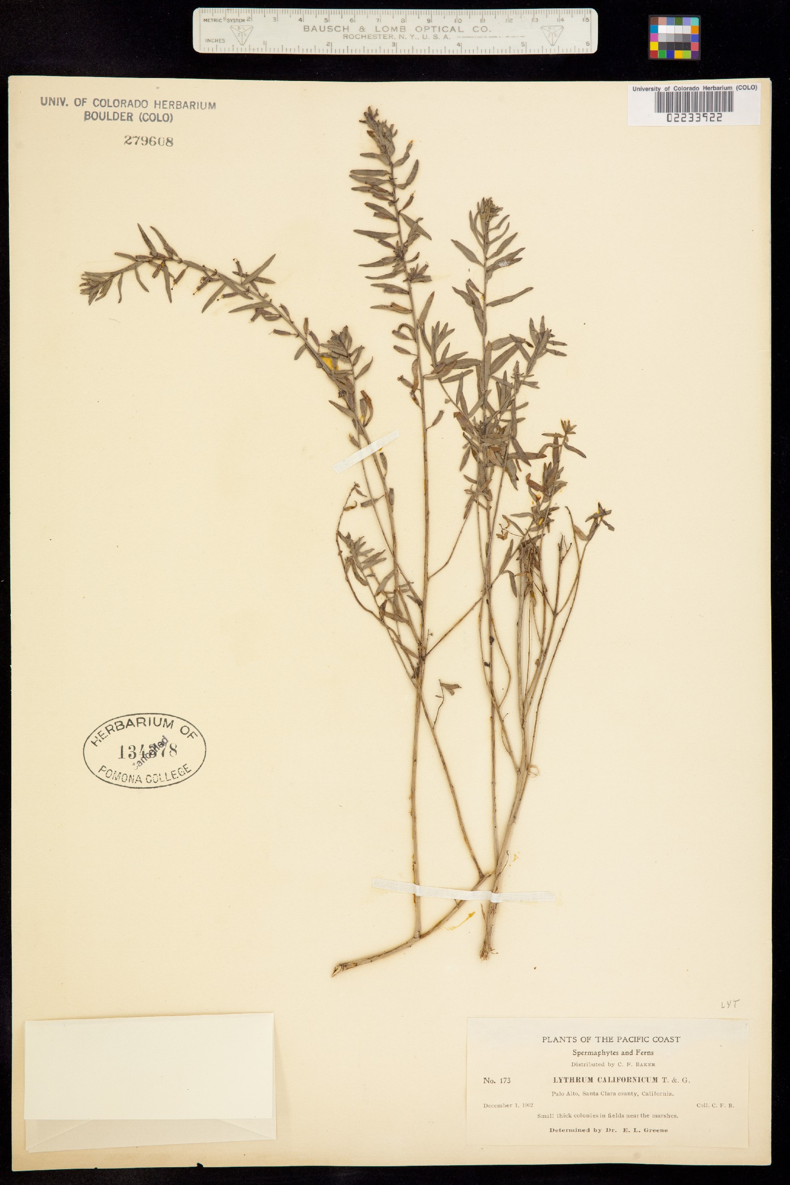 Lythrum californicum image