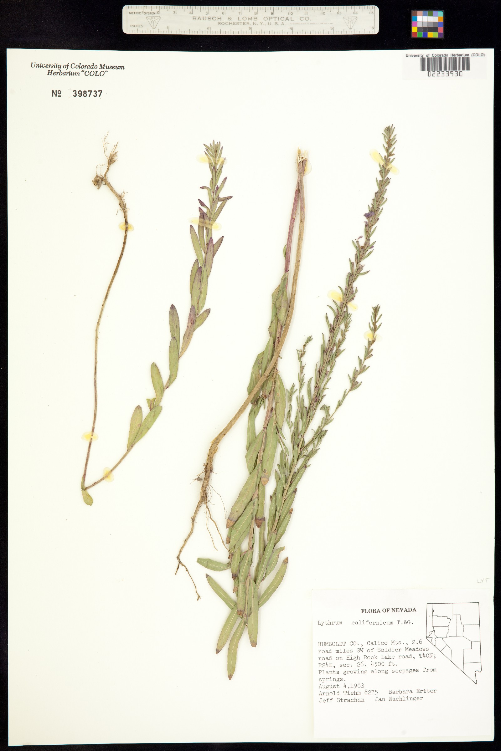 Lythrum californicum image