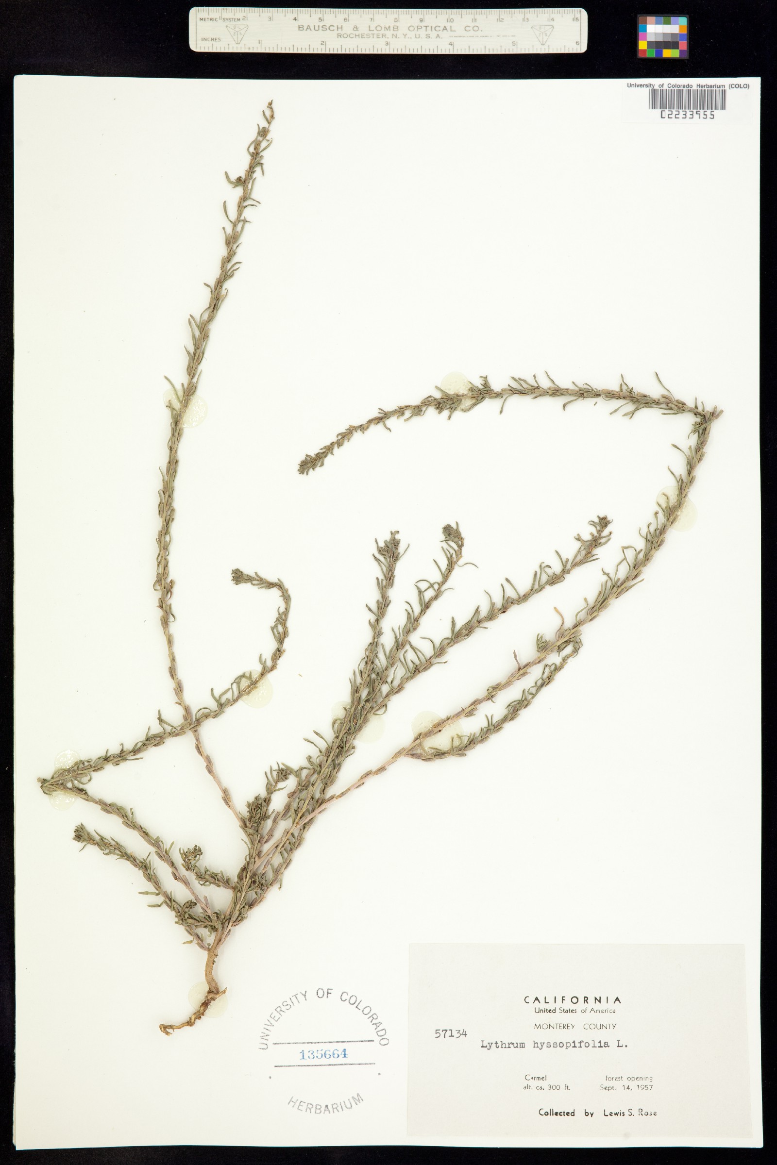 Lythrum hyssopifolium image