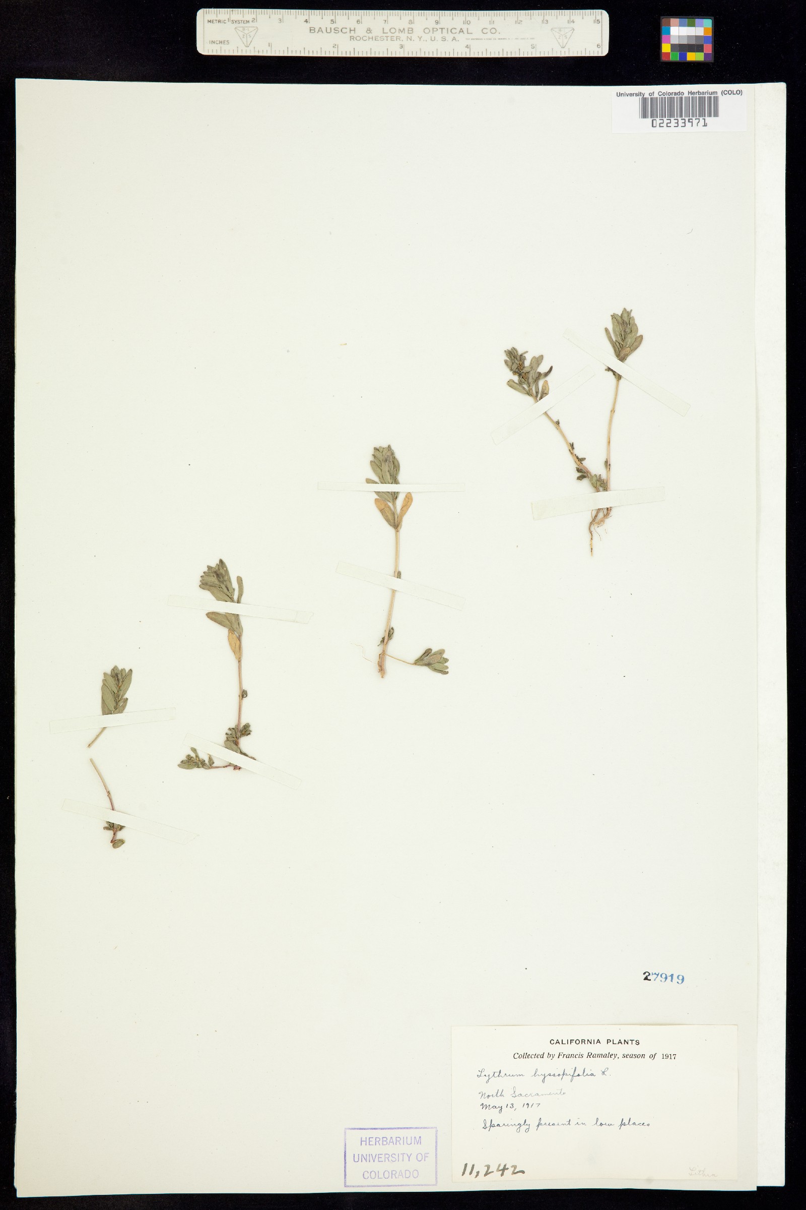 Lythrum hyssopifolia image