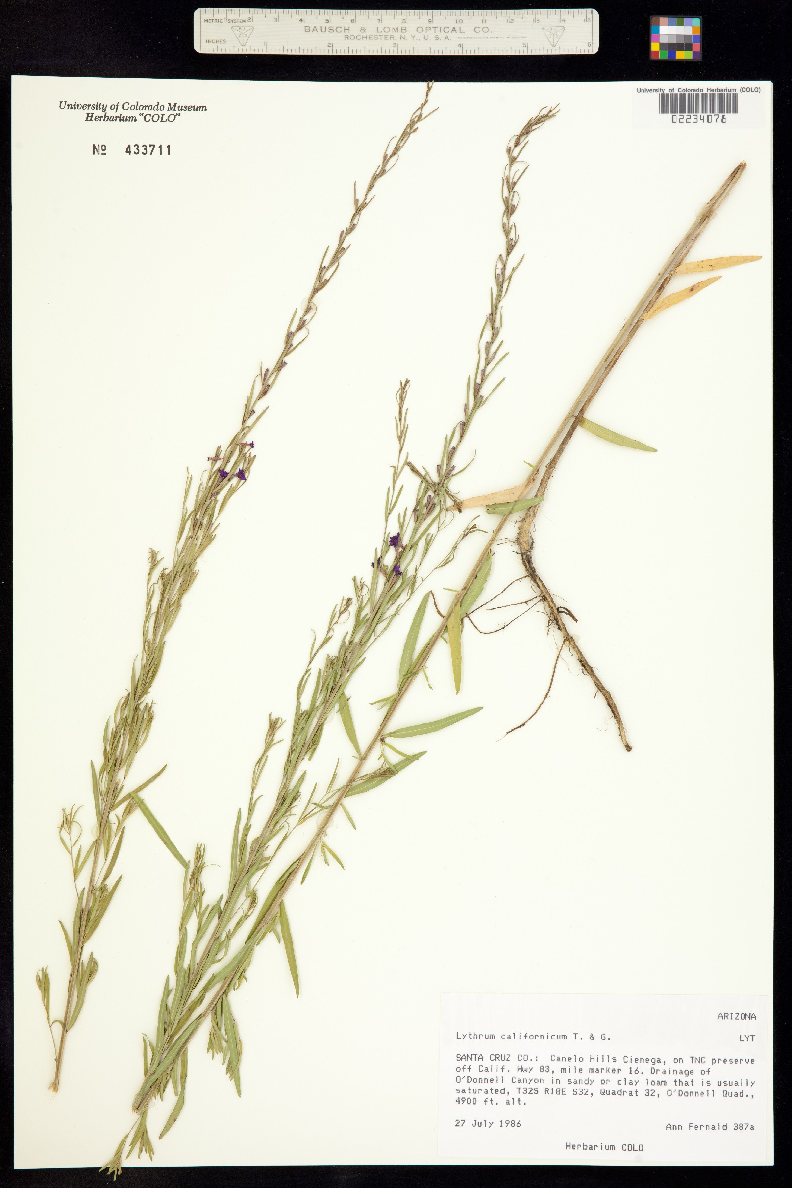 Lythrum californicum image