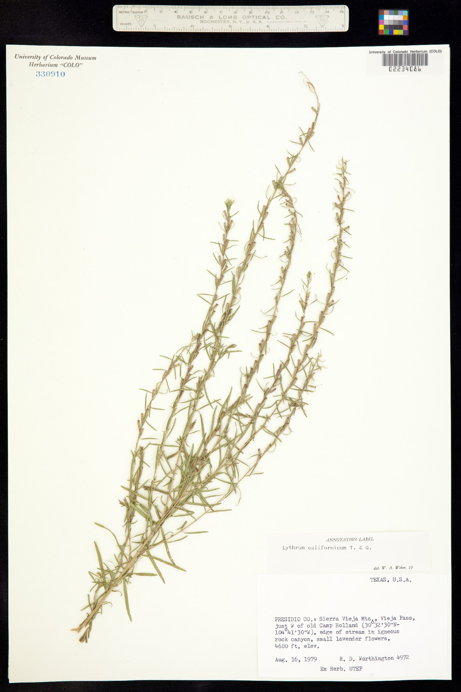 Lythrum californicum image