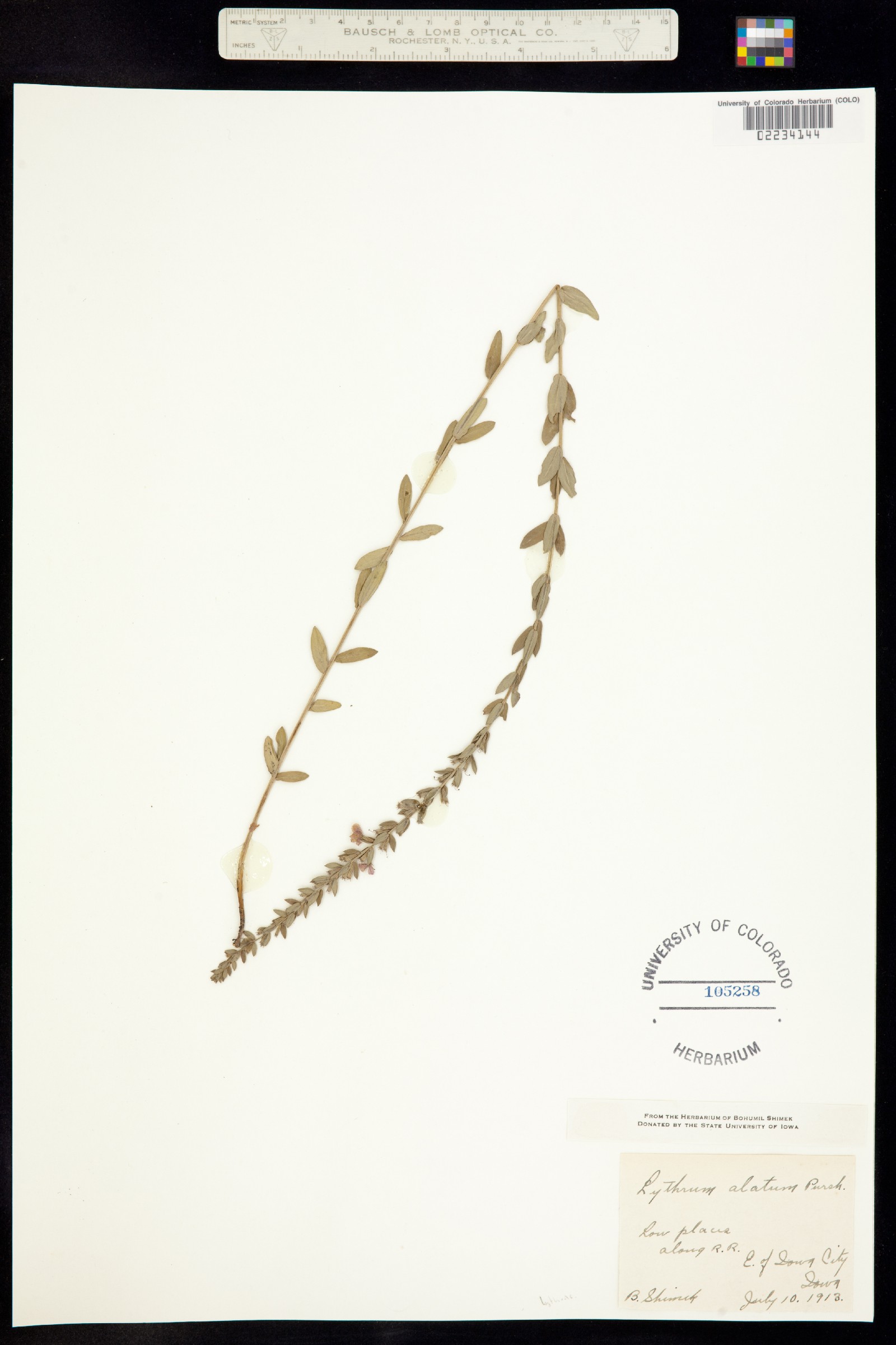Lythrum alatum image
