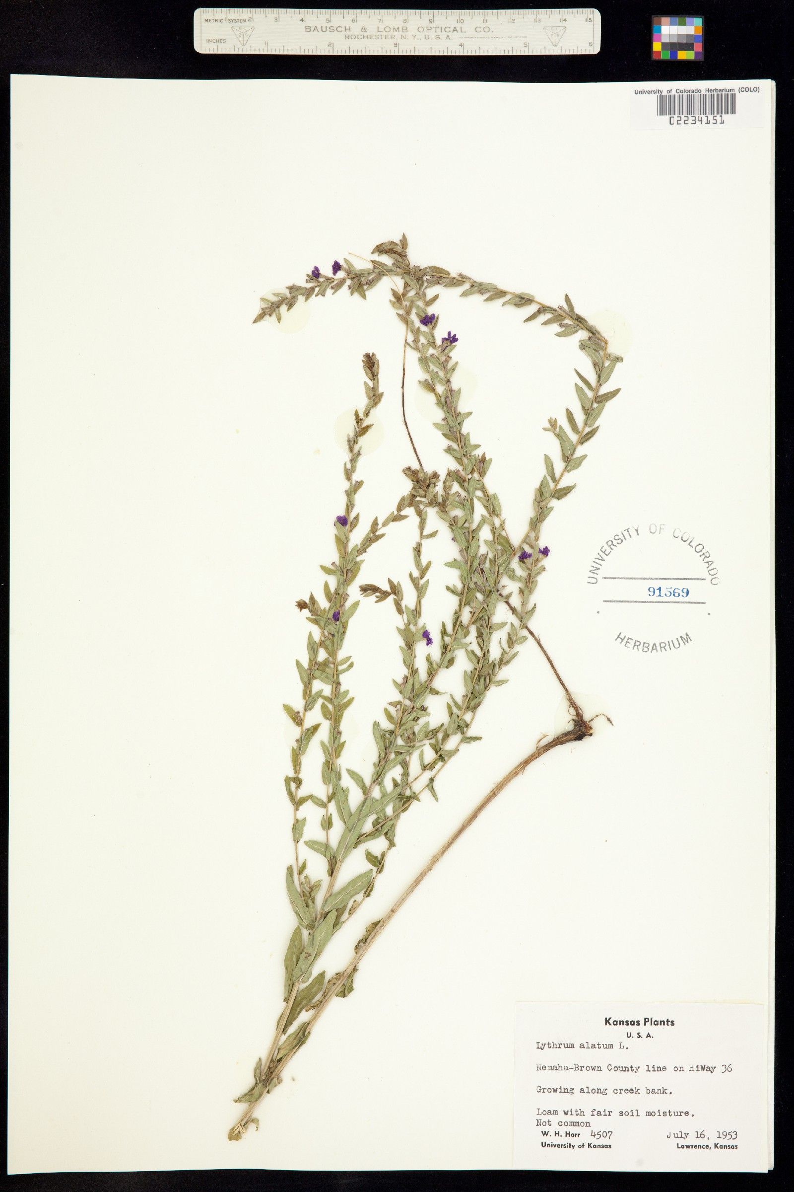 Lythraceae image
