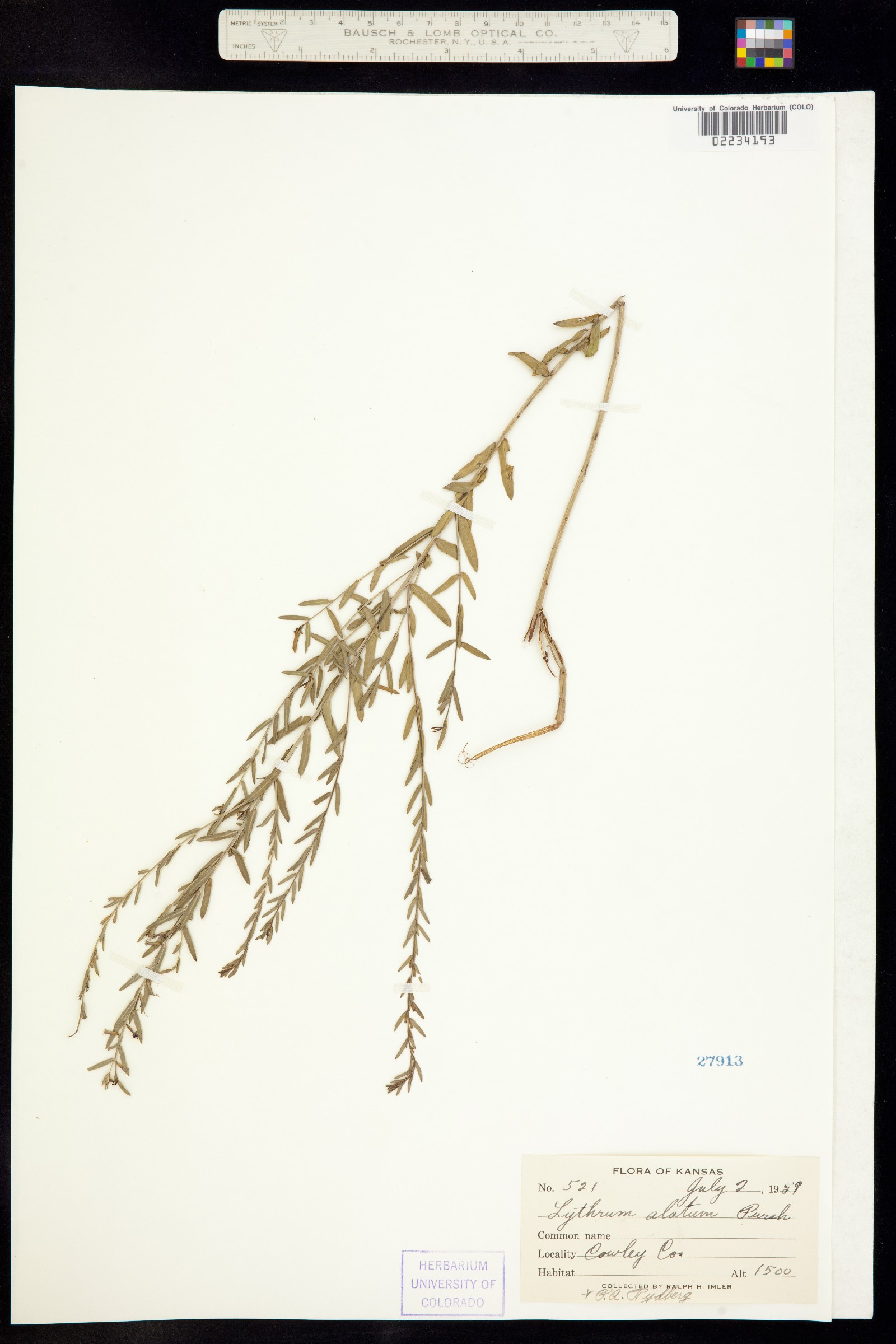 Lythrum alatum image