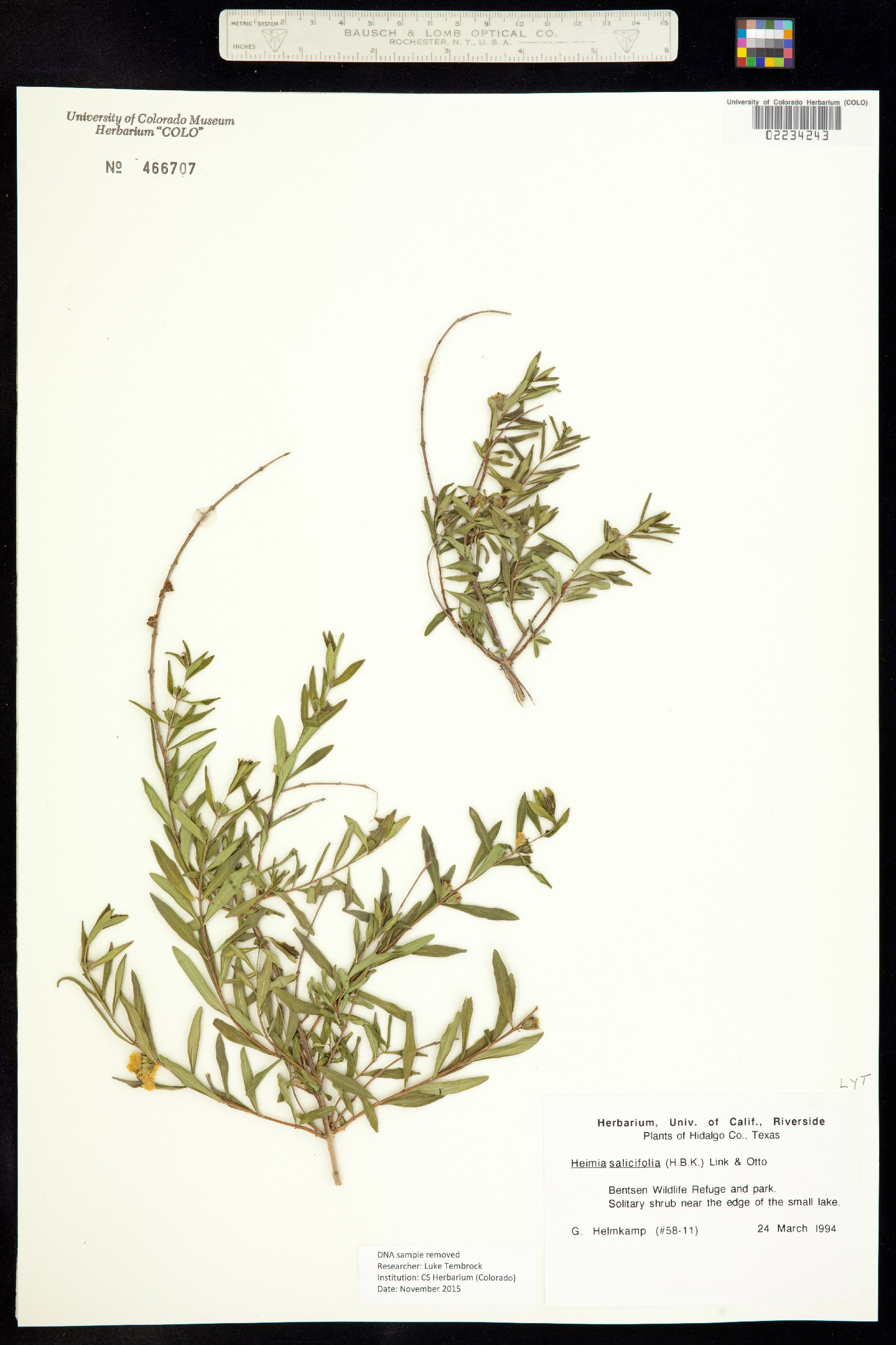 Heimia salicifolia image
