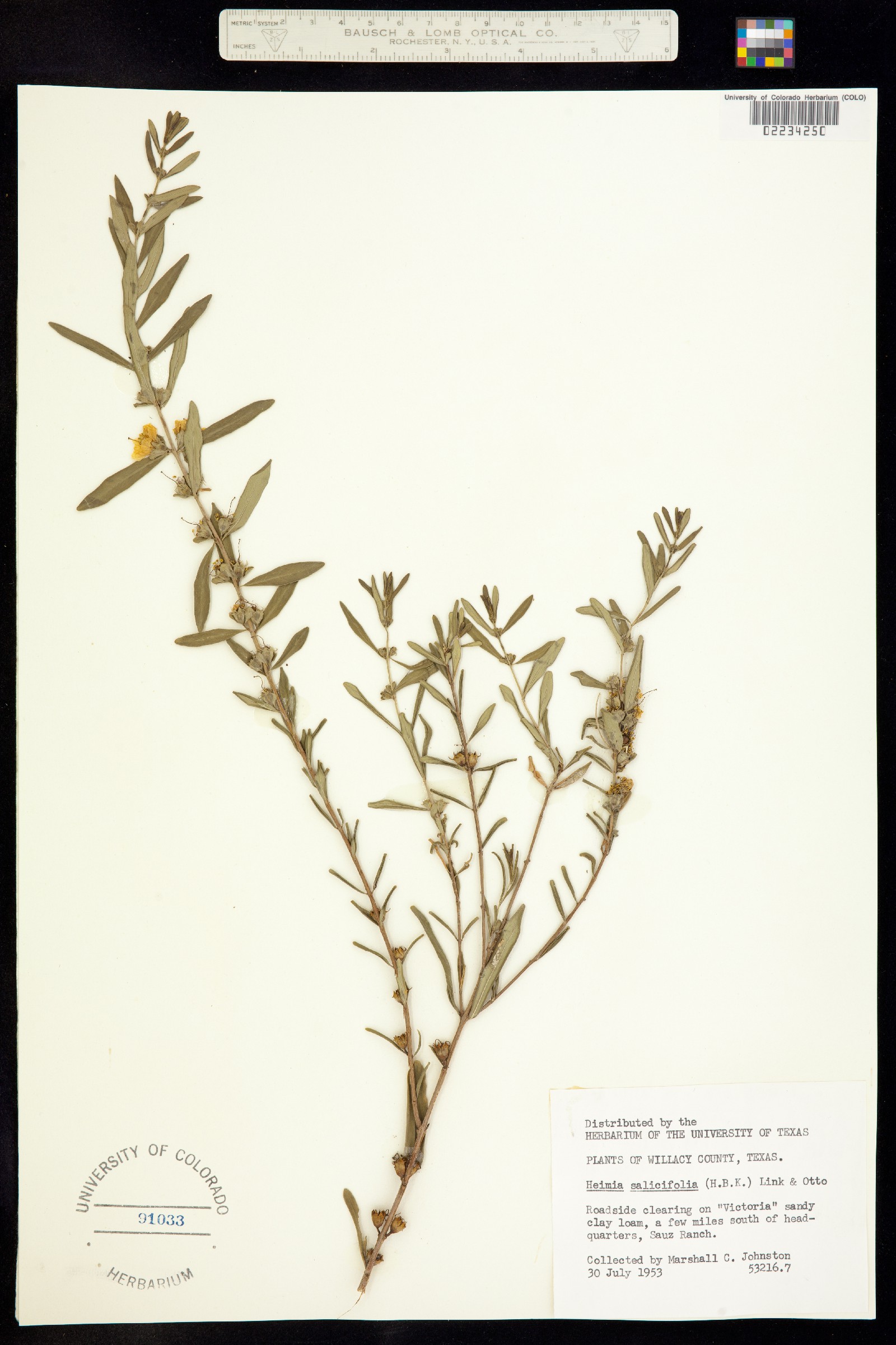 Heimia salicifolia image