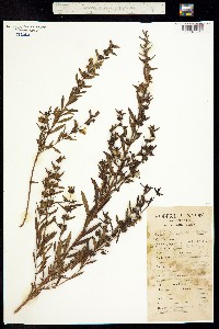 Heimia salicifolia image
