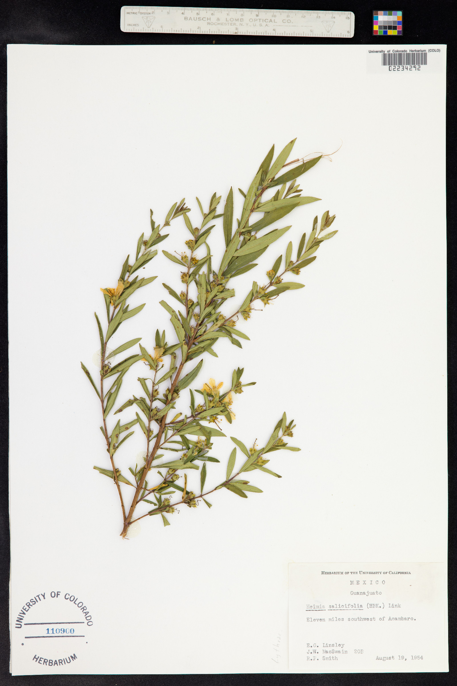 Heimia salicifolia image