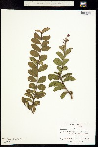 Image of Lagerstroemia indica