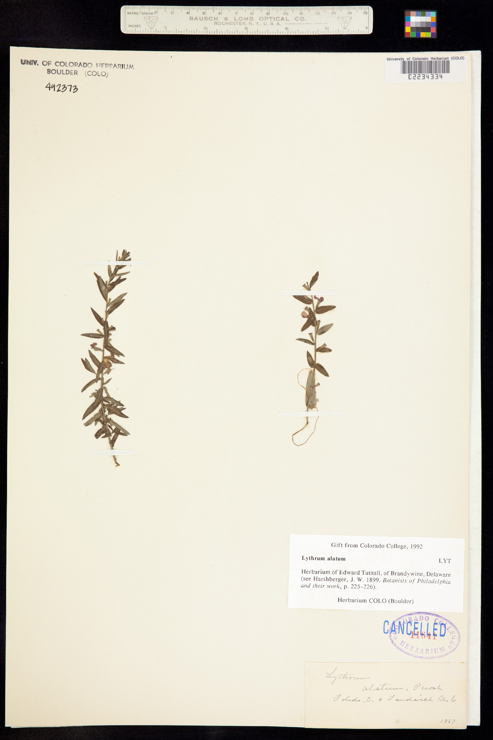 Lythrum alatum image