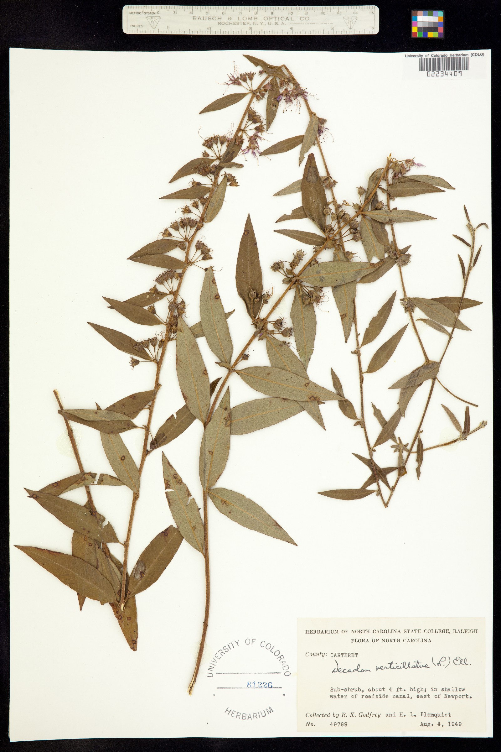 Decodon verticillatus image