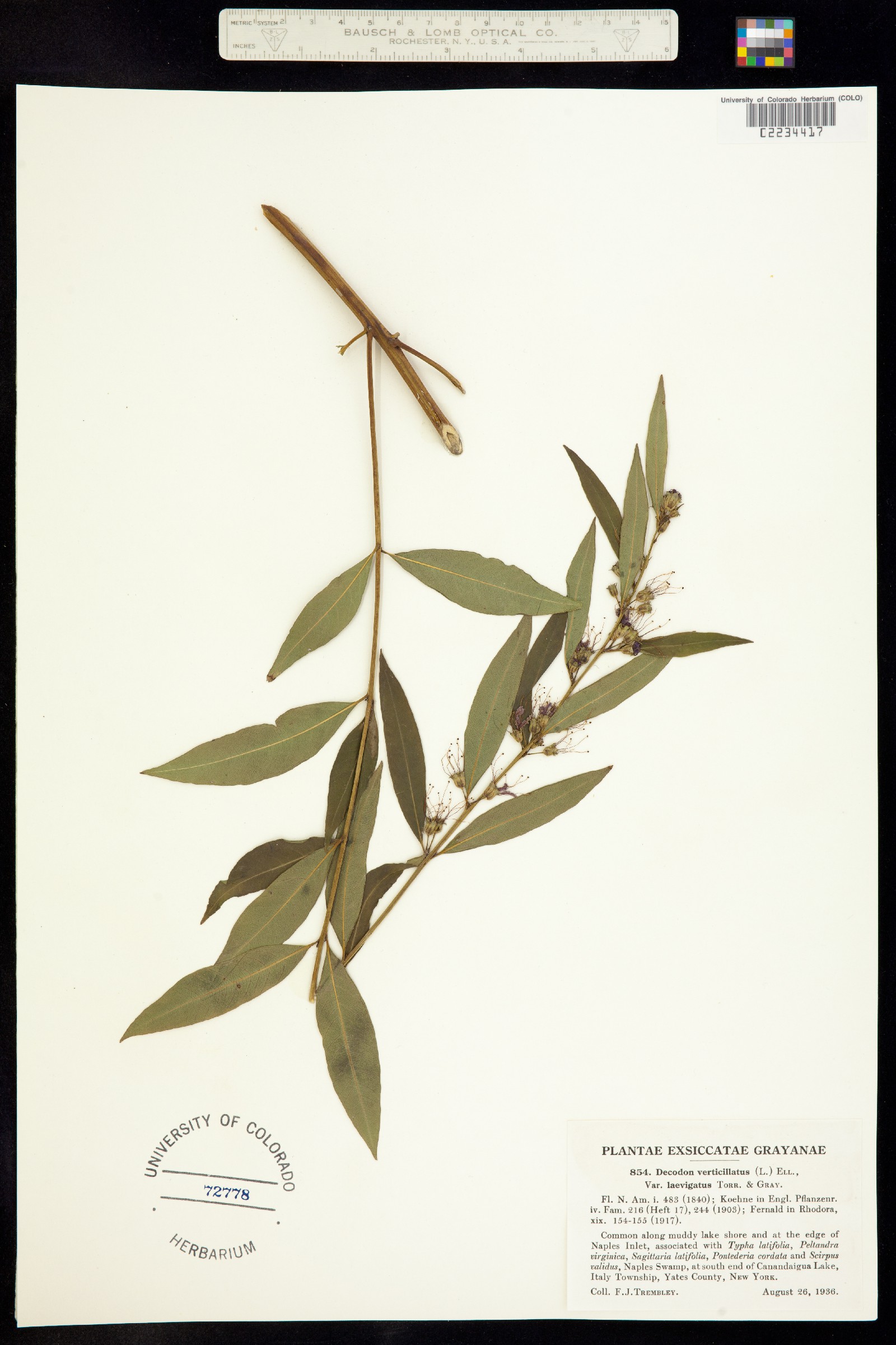 Decodon verticillatus image