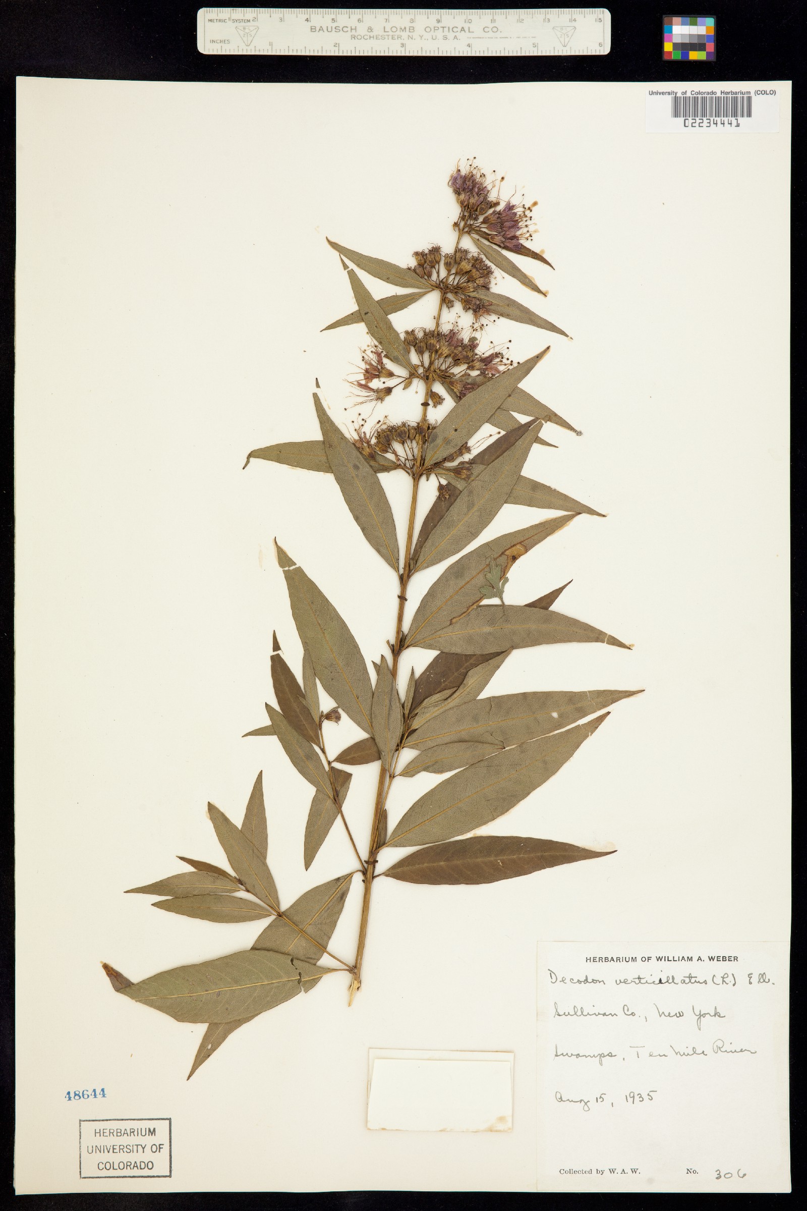 Decodon verticillatus image