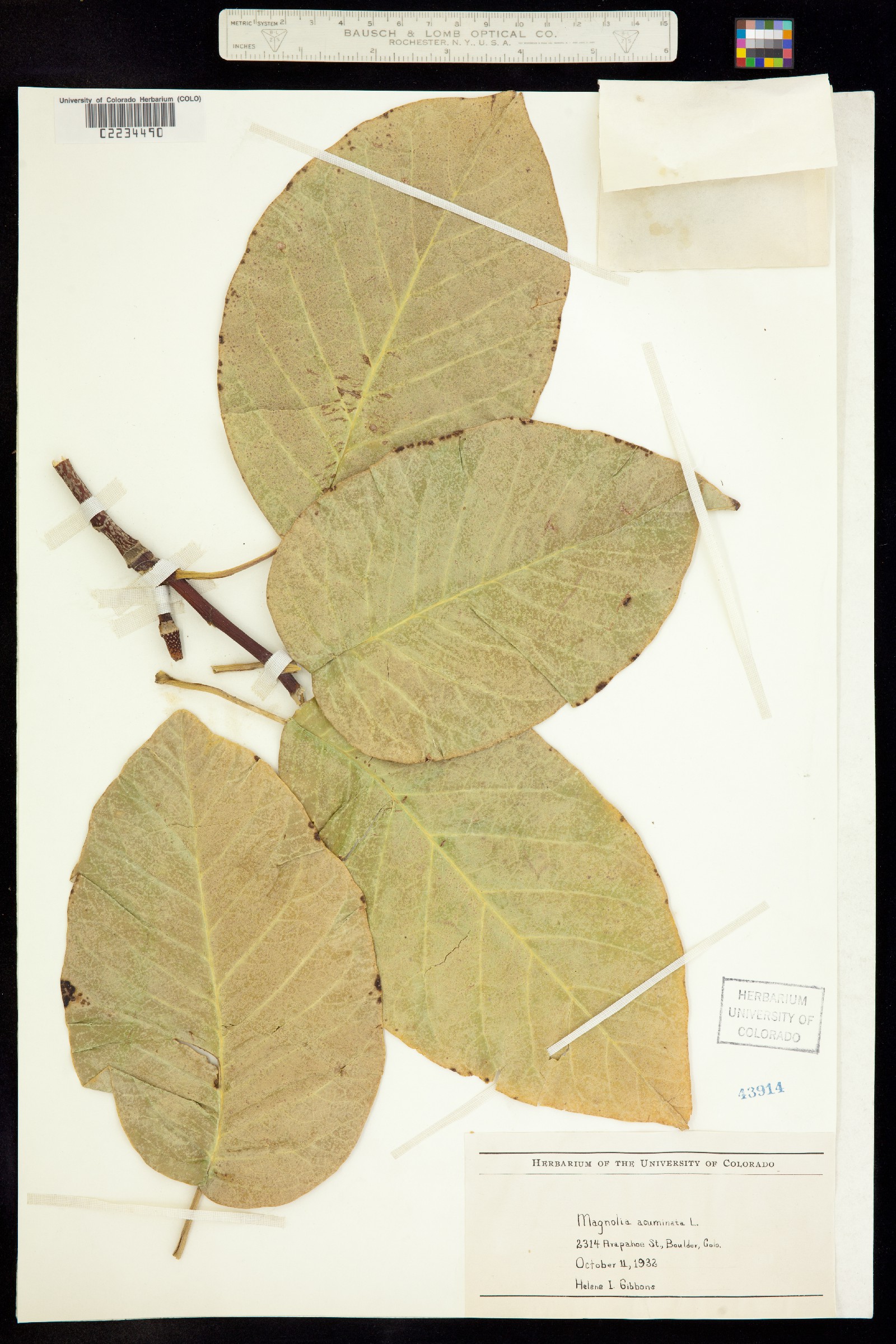 Magnolia acuminata image