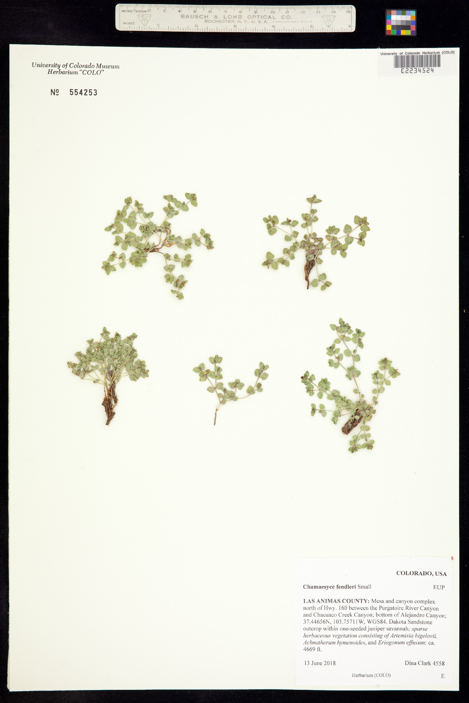 Euphorbia fendleri image