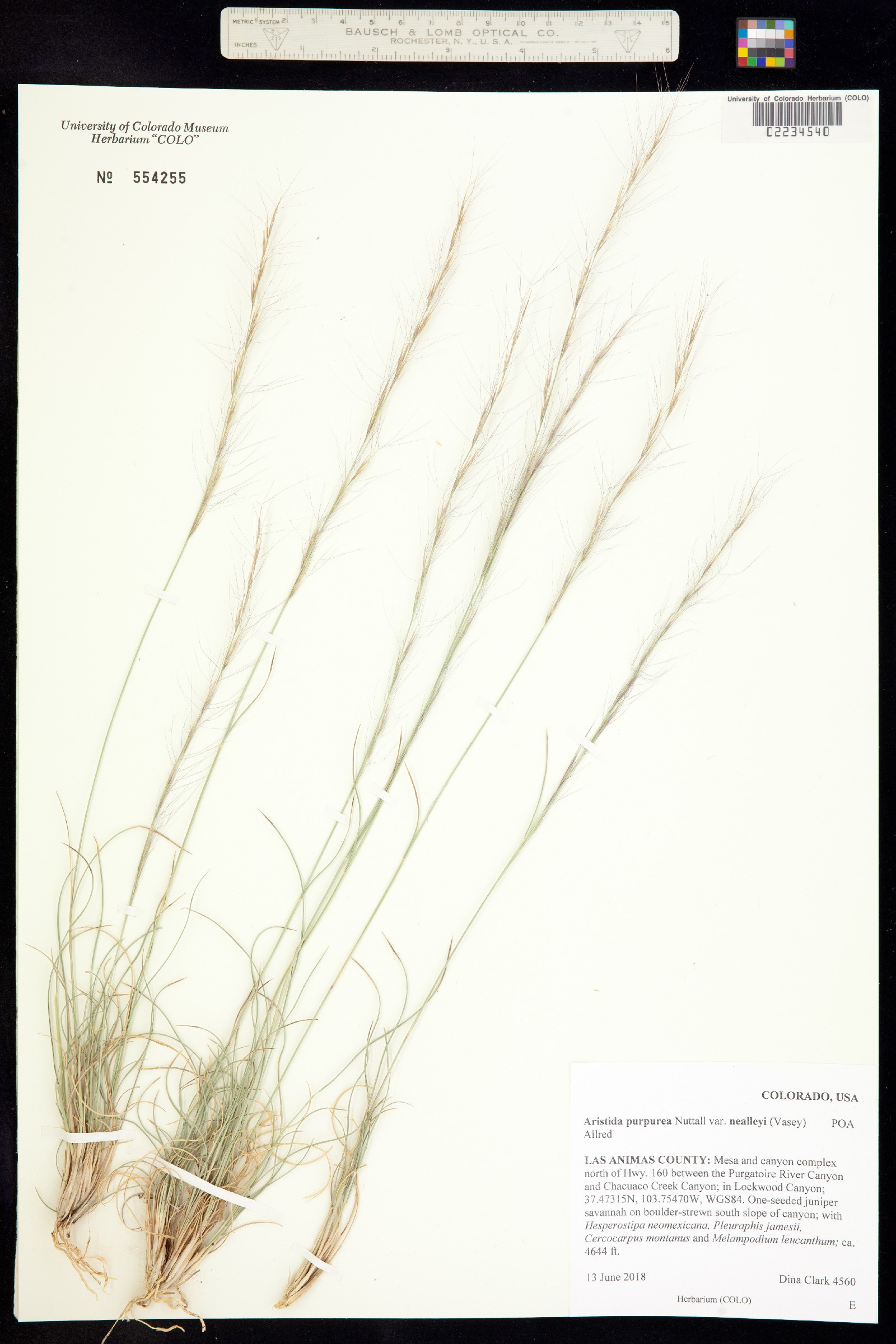 Aristida purpurea var. nealleyi image