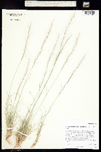 Aristida purpurea var. nealleyi image