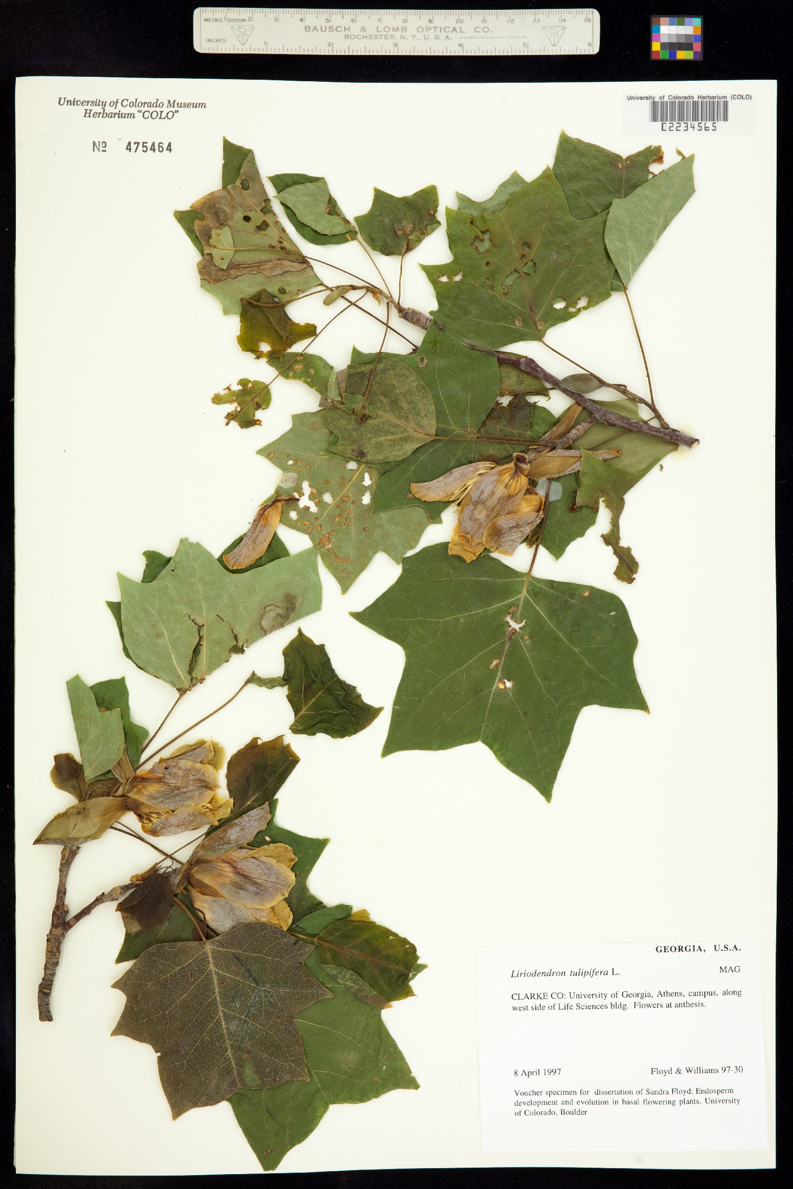 Liriodendron tulipifera image