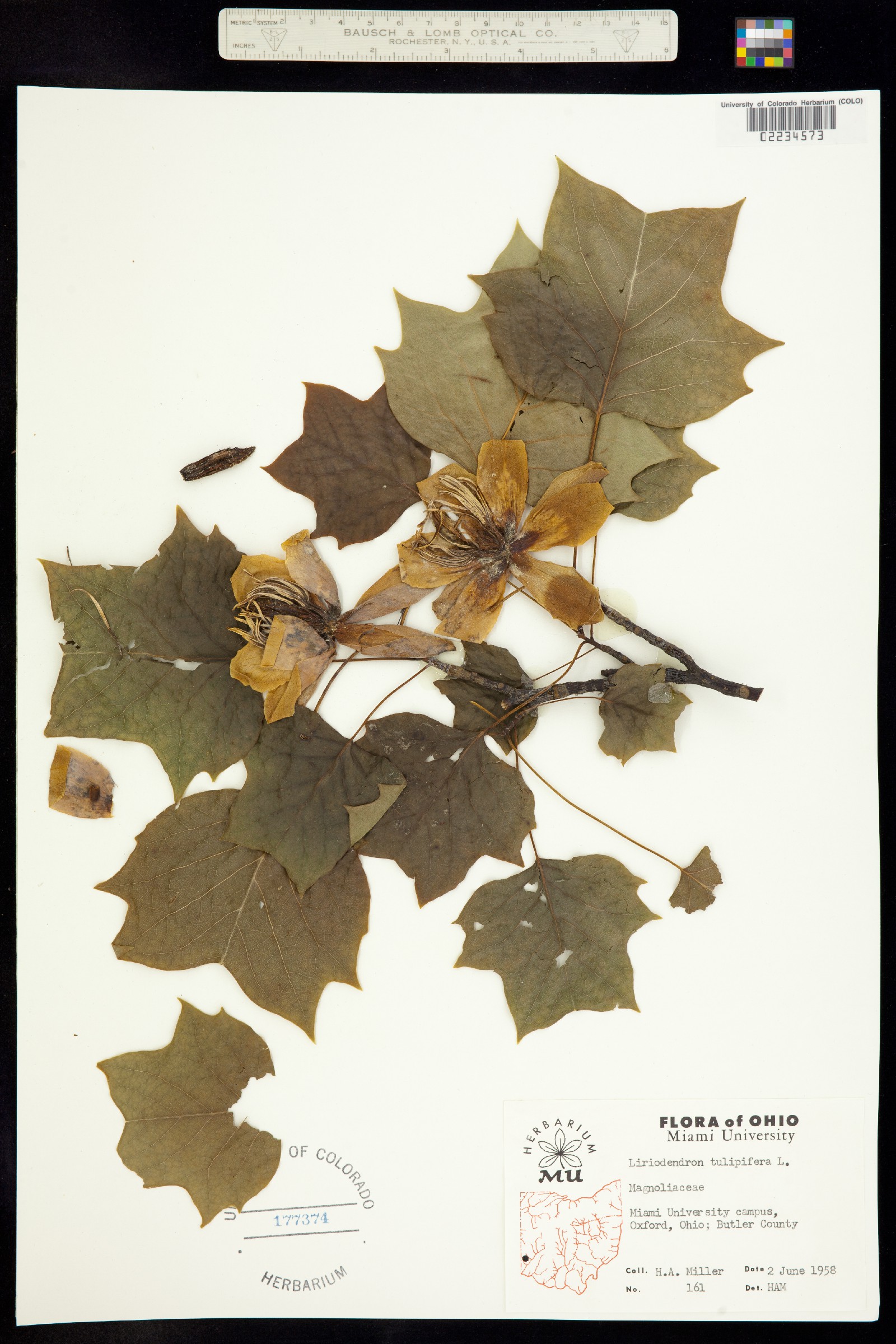 Liriodendron tulipifera image