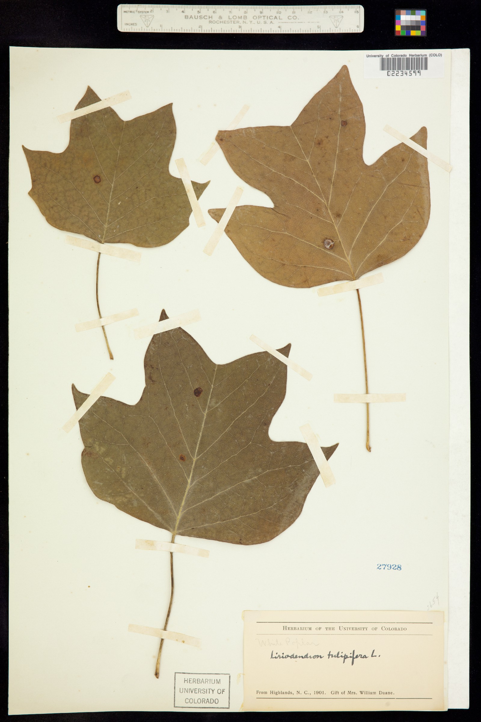 Liriodendron tulipifera image