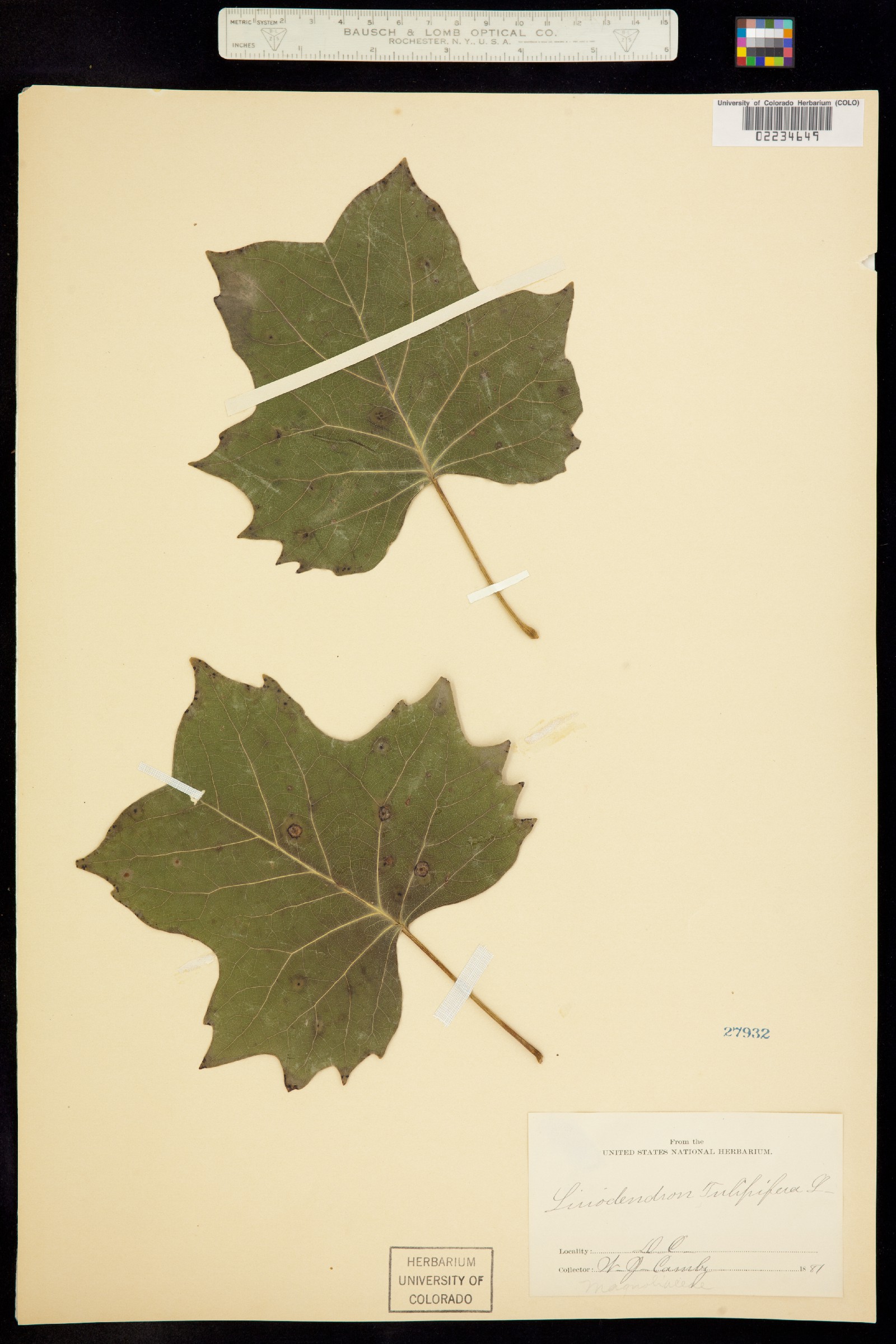 Liriodendron image