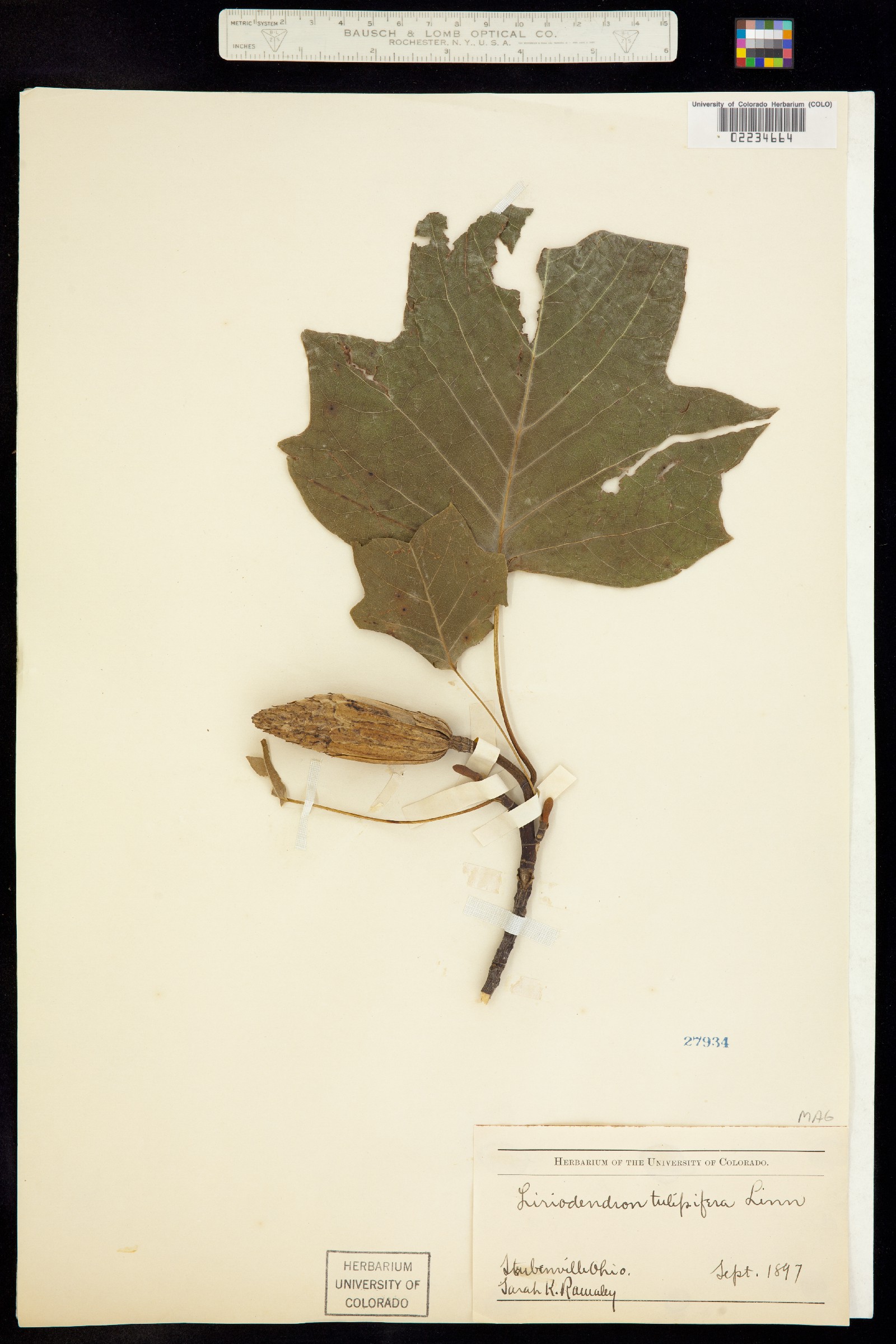 Liriodendron tulipifera image