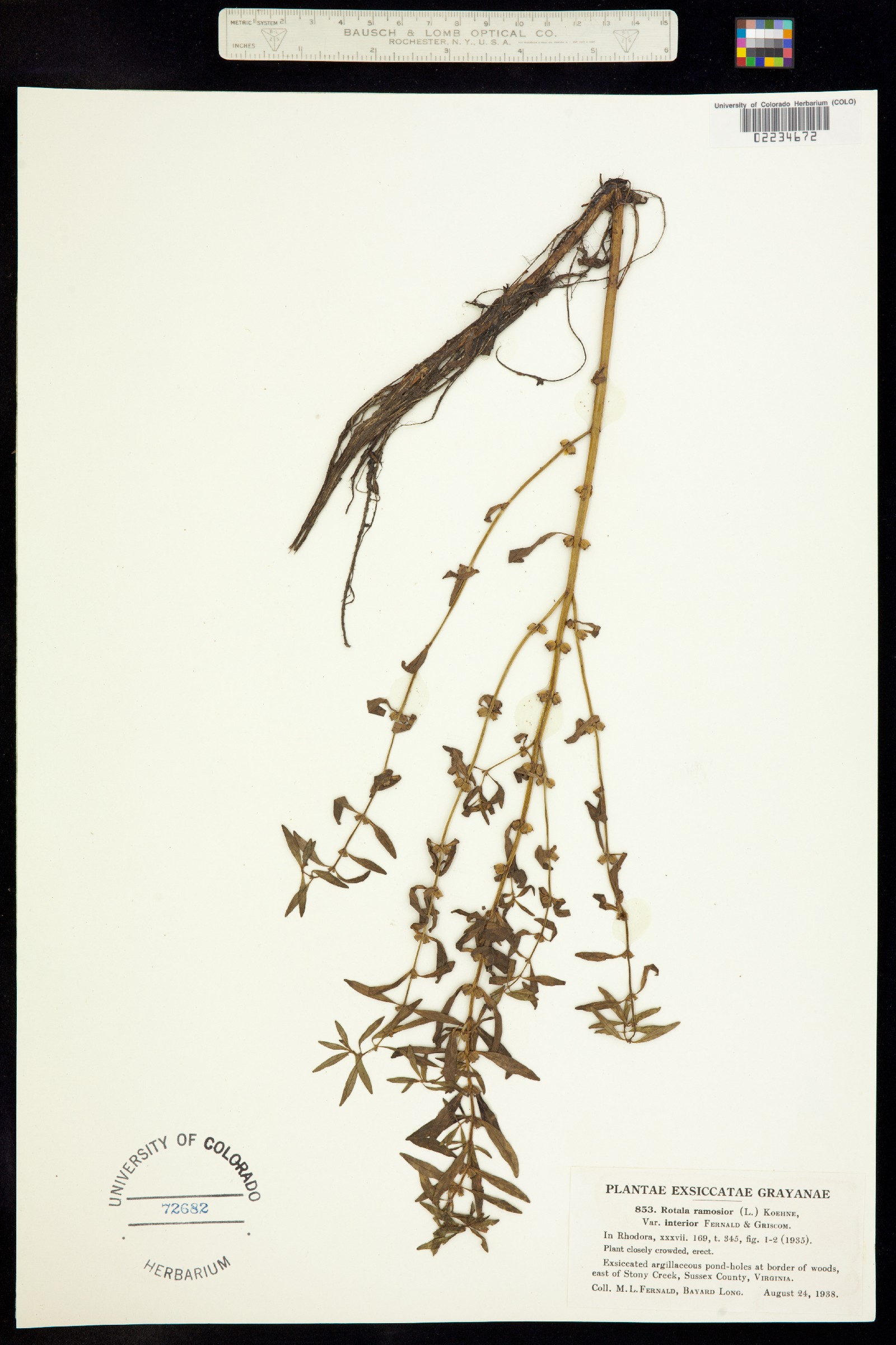 Rotala ramosior image