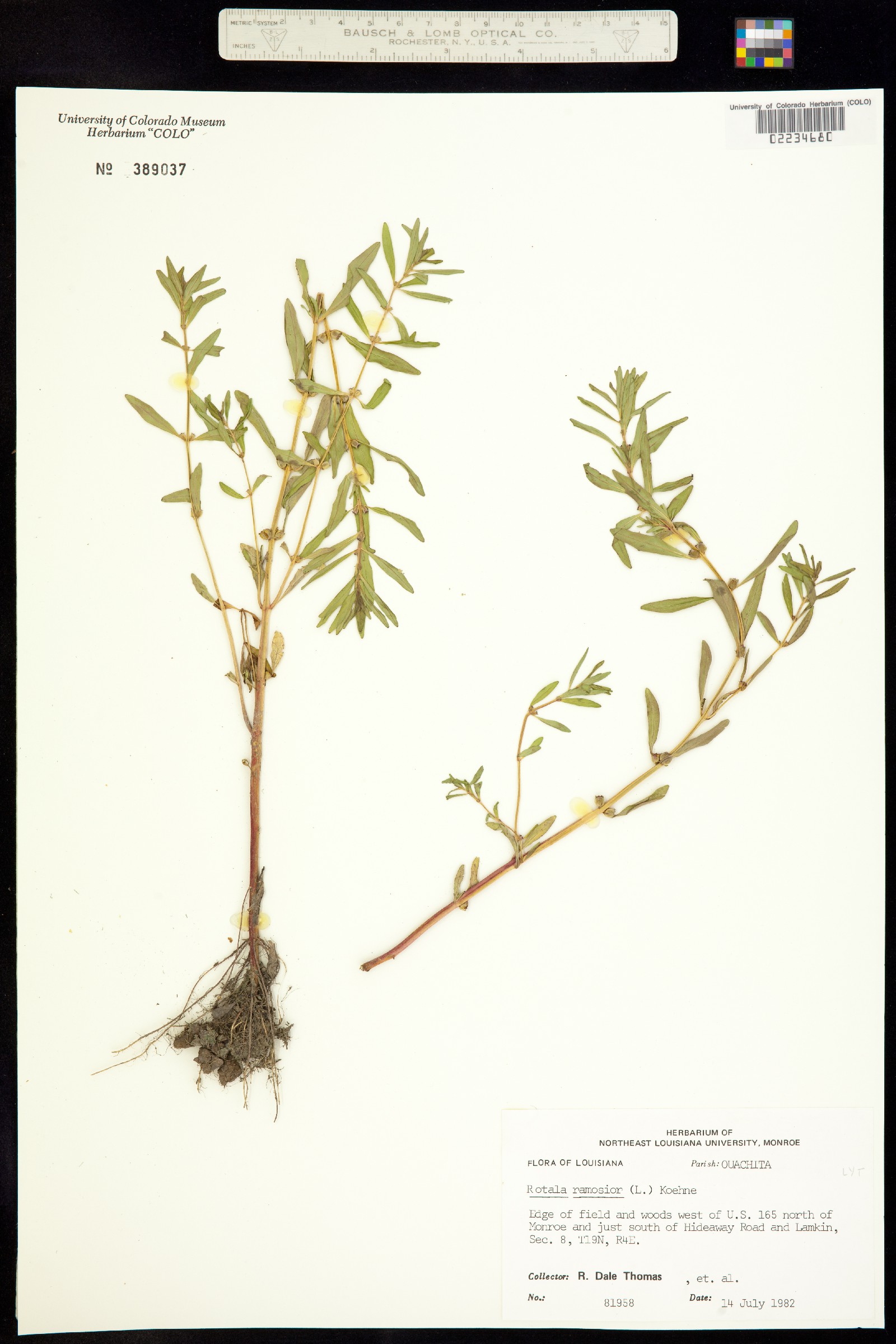 Rotala ramosior image
