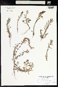 Rotala indica image