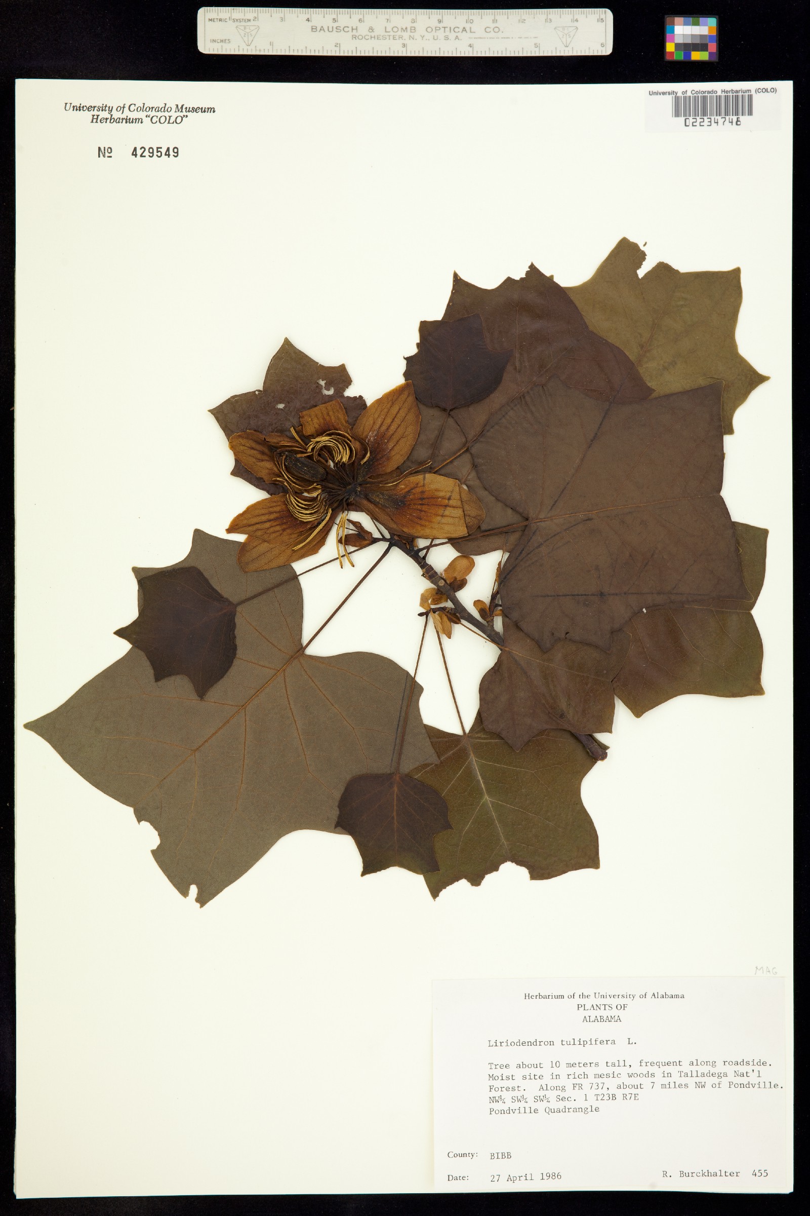 Liriodendron tulipifera image