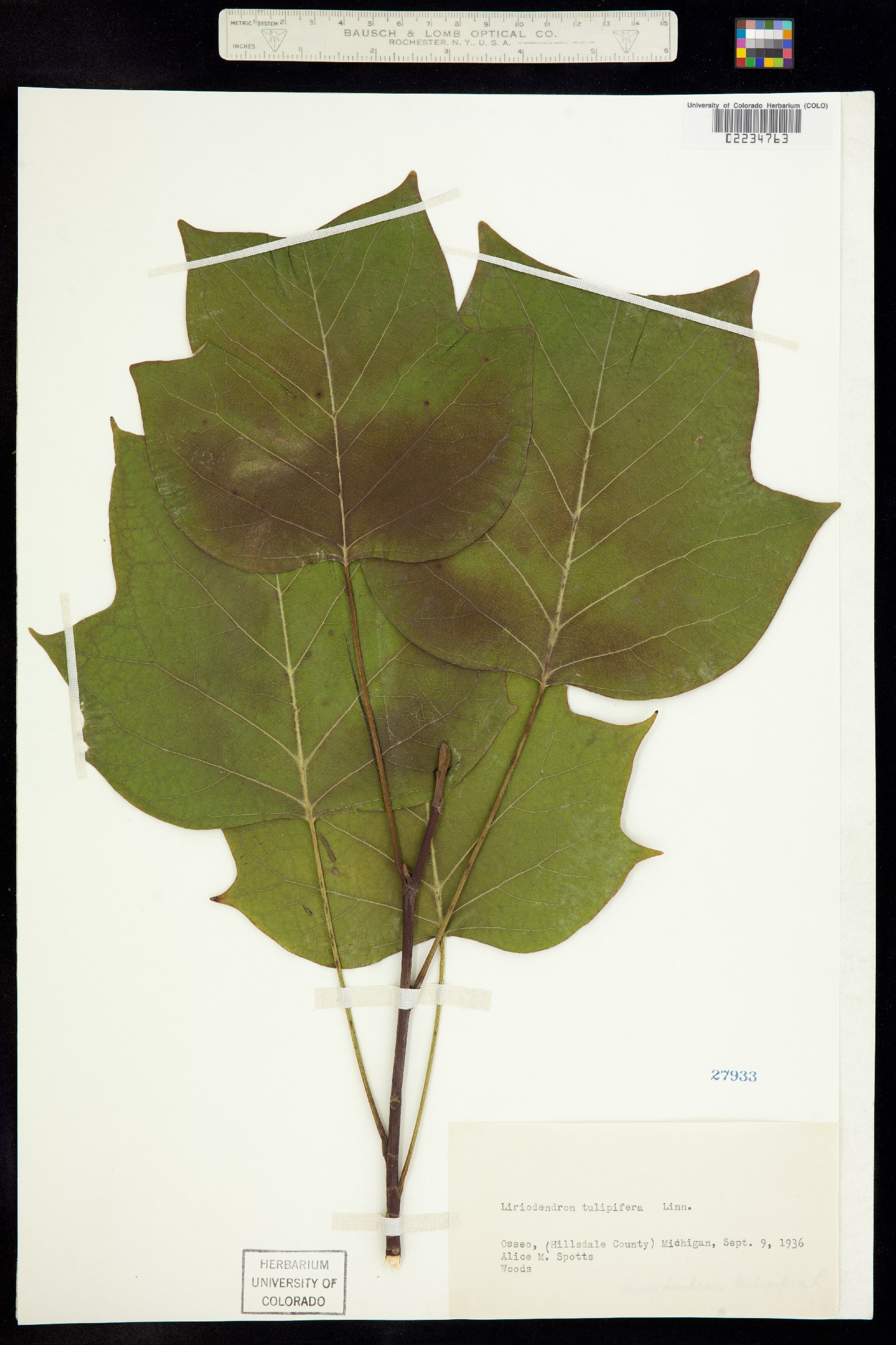 Liriodendron tulipifera image