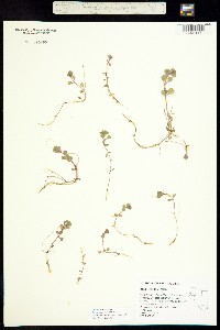 Rotala ramosior image