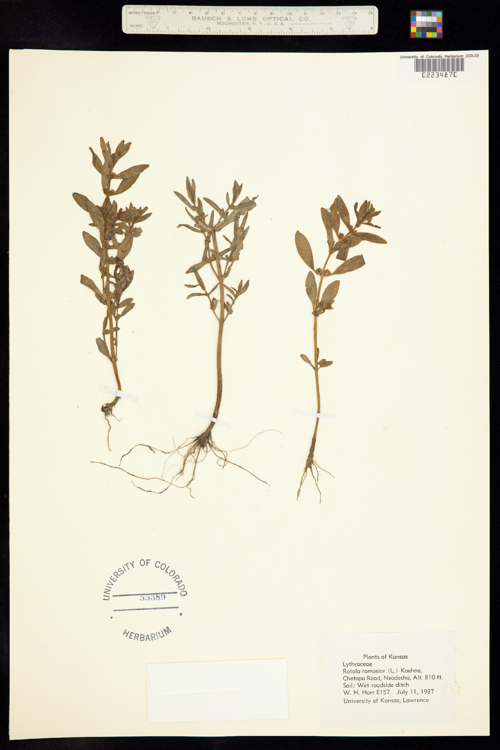 Rotala ramosior image