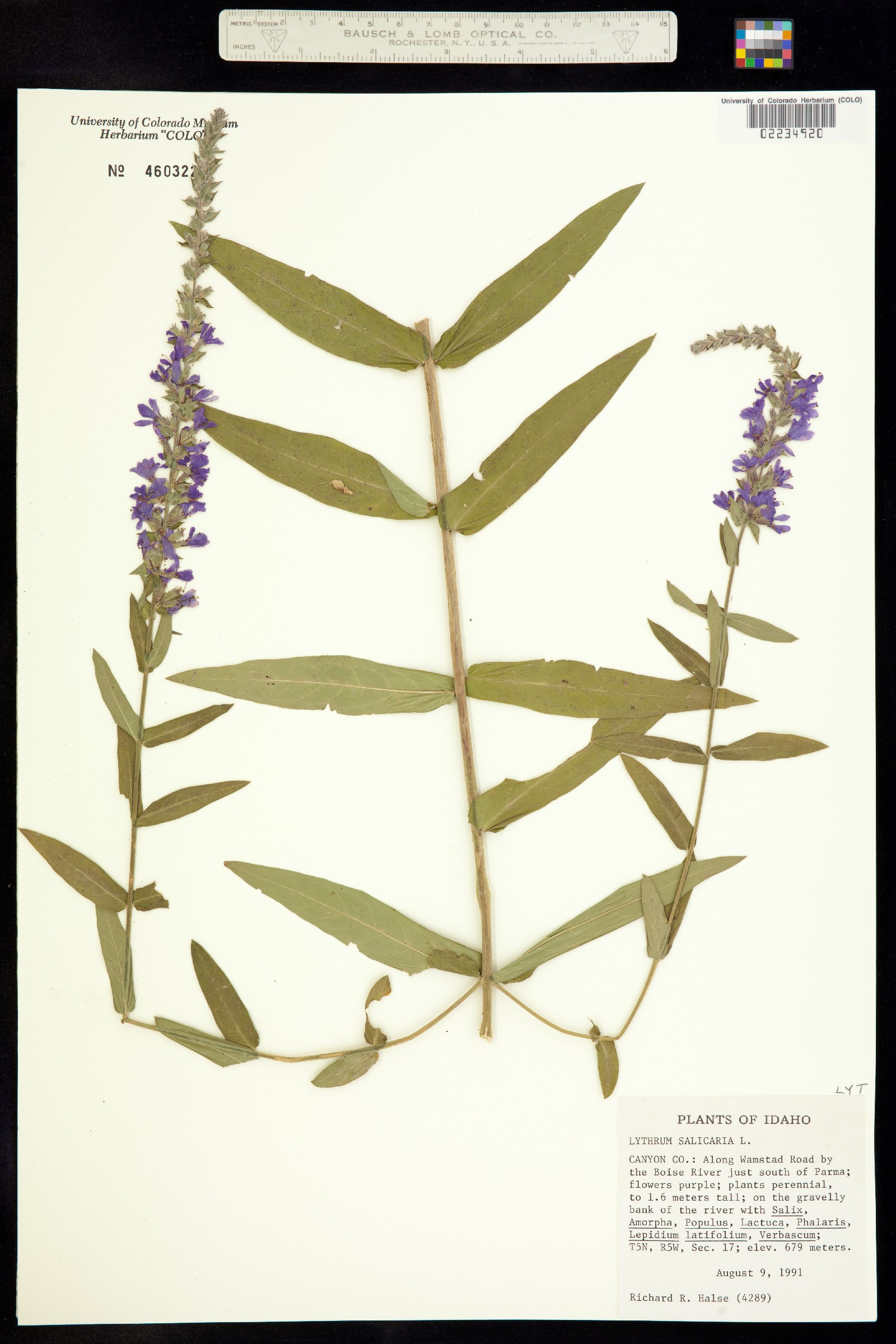 Lythrum salicaria image